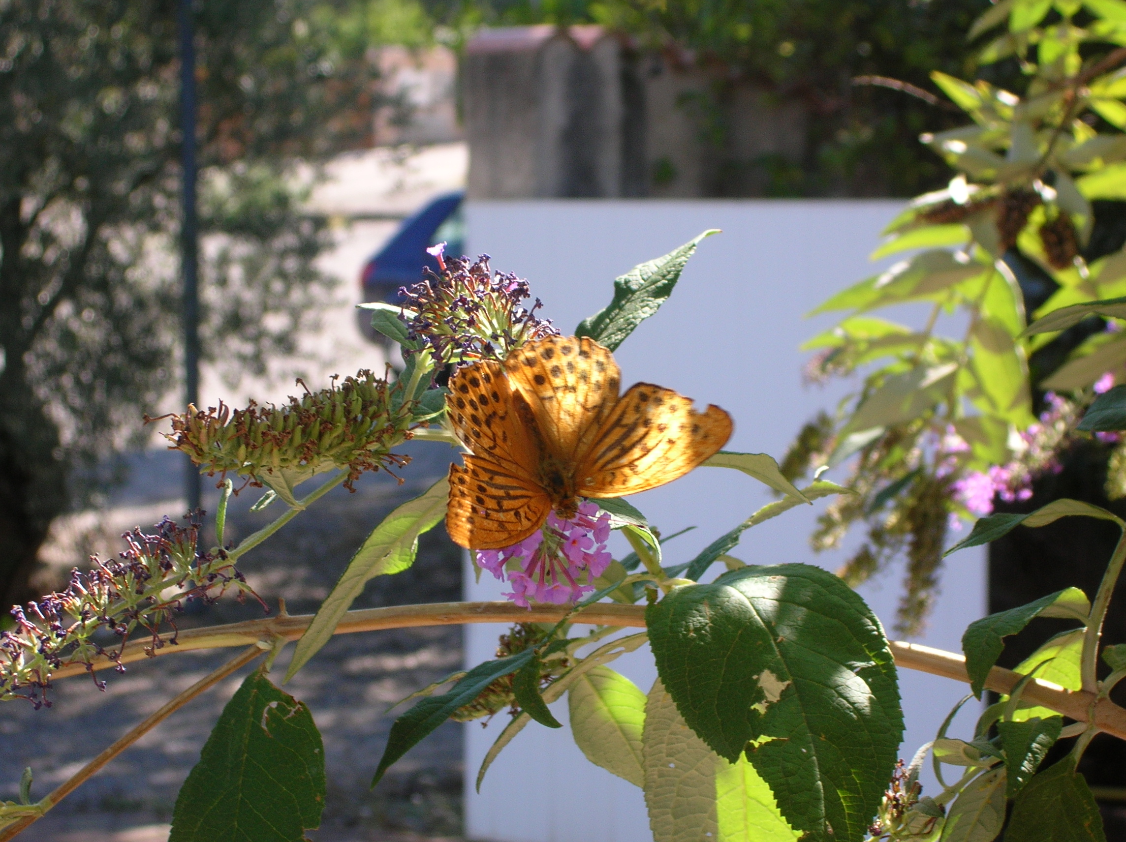 les papillons a oraison.