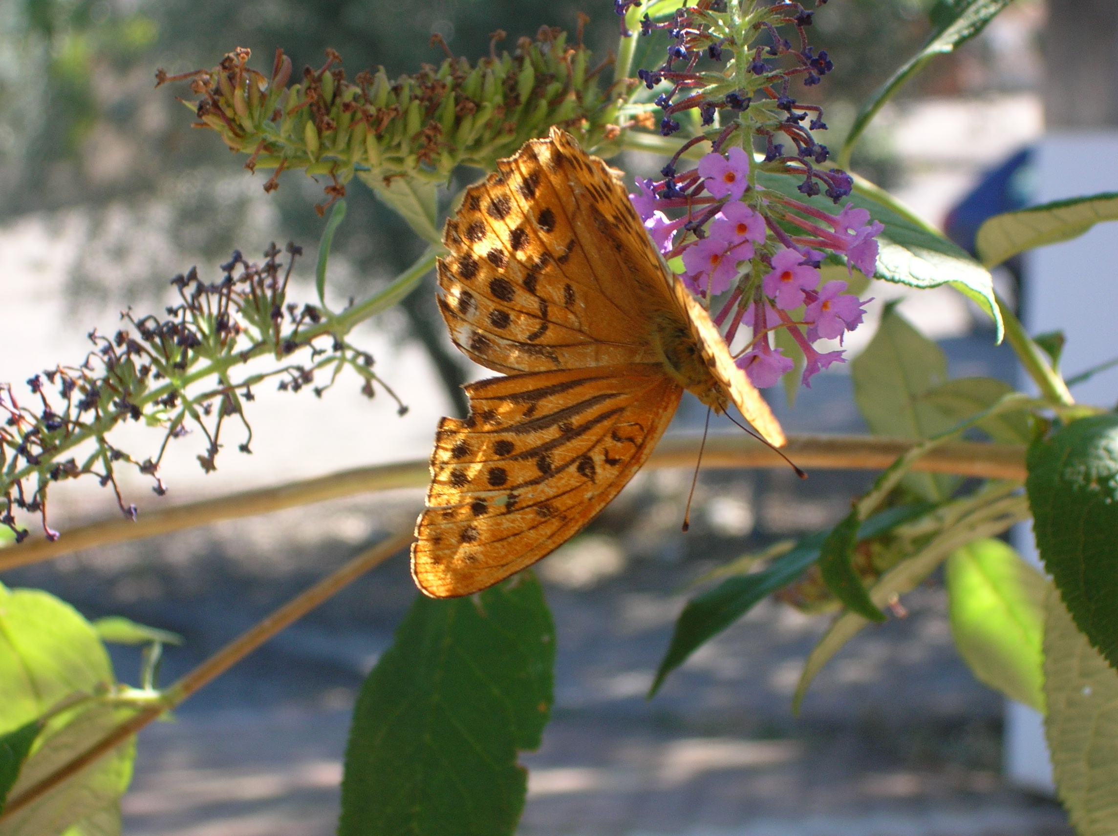 les papillons a oraison.