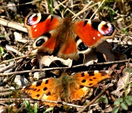 visite du jardin des papillons