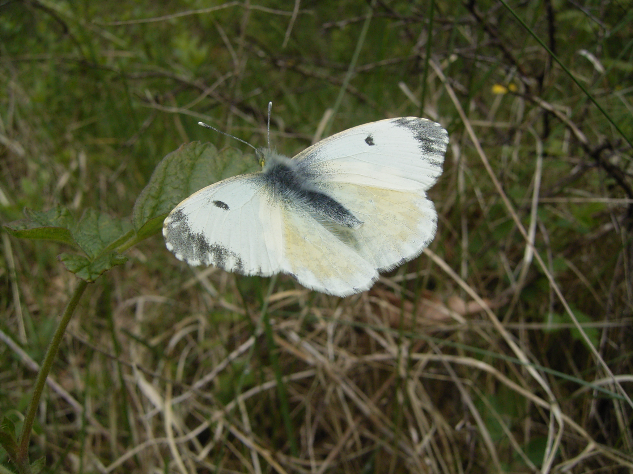 visite du jardin des papillons