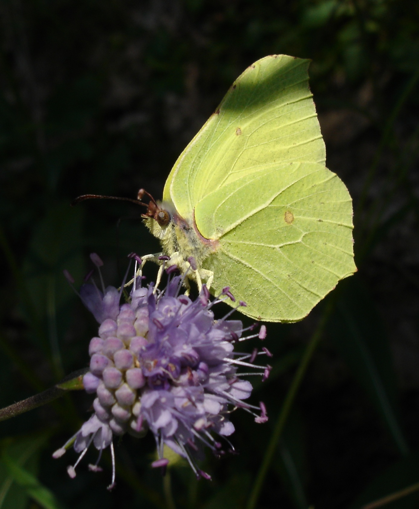 visite du jardin des papillons