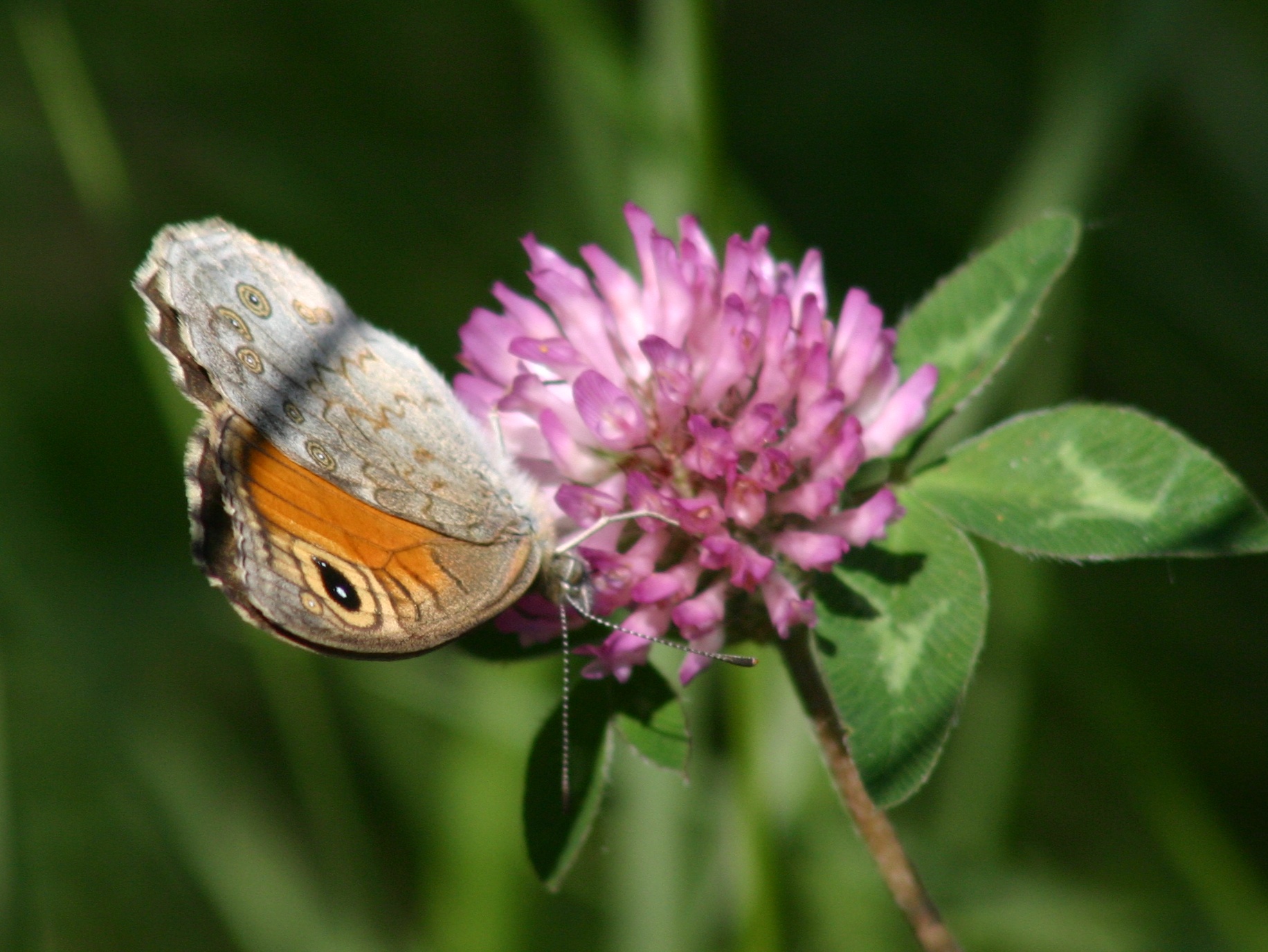 visite du jardin des papillons
