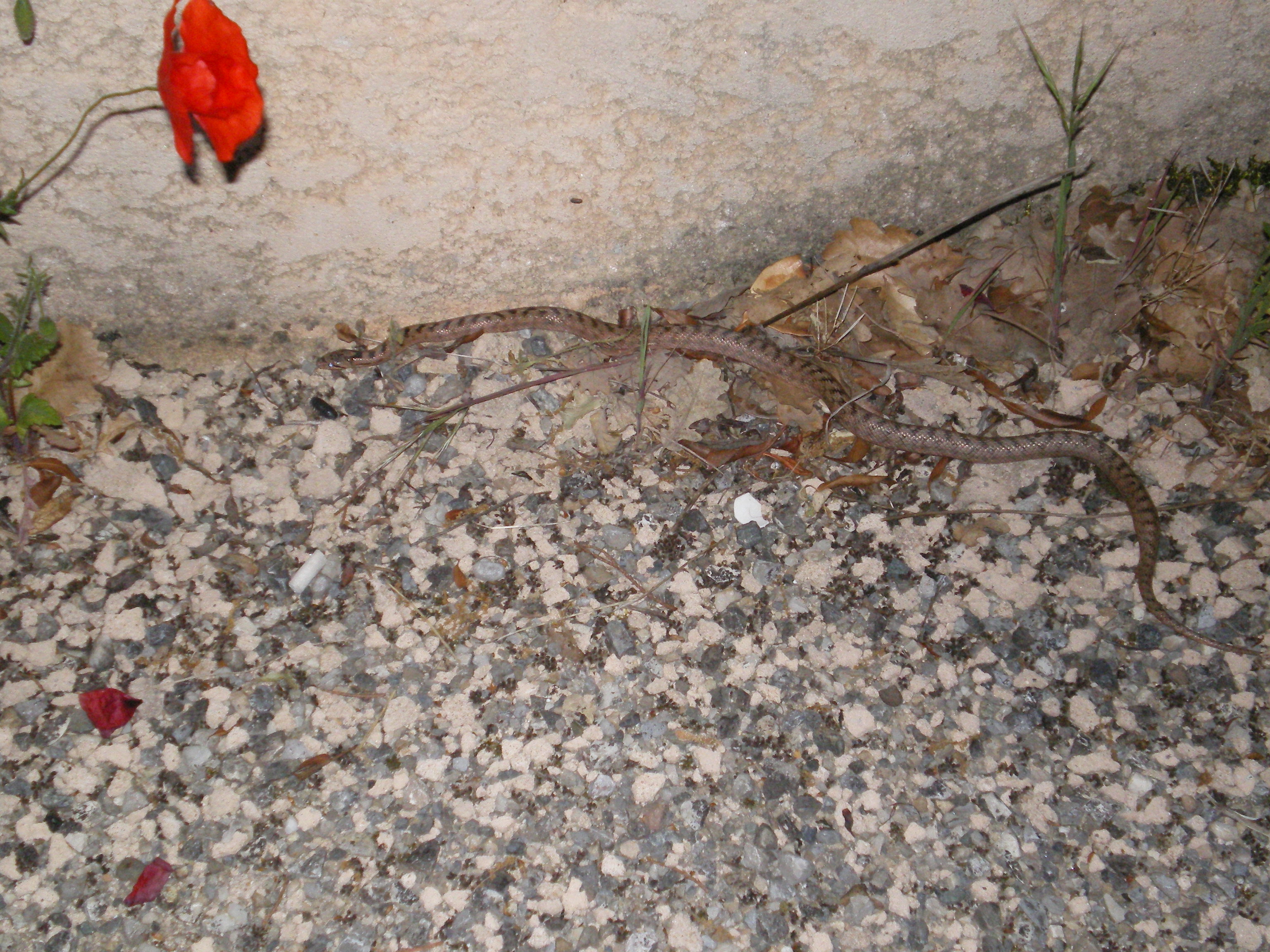 un serpent a oraison