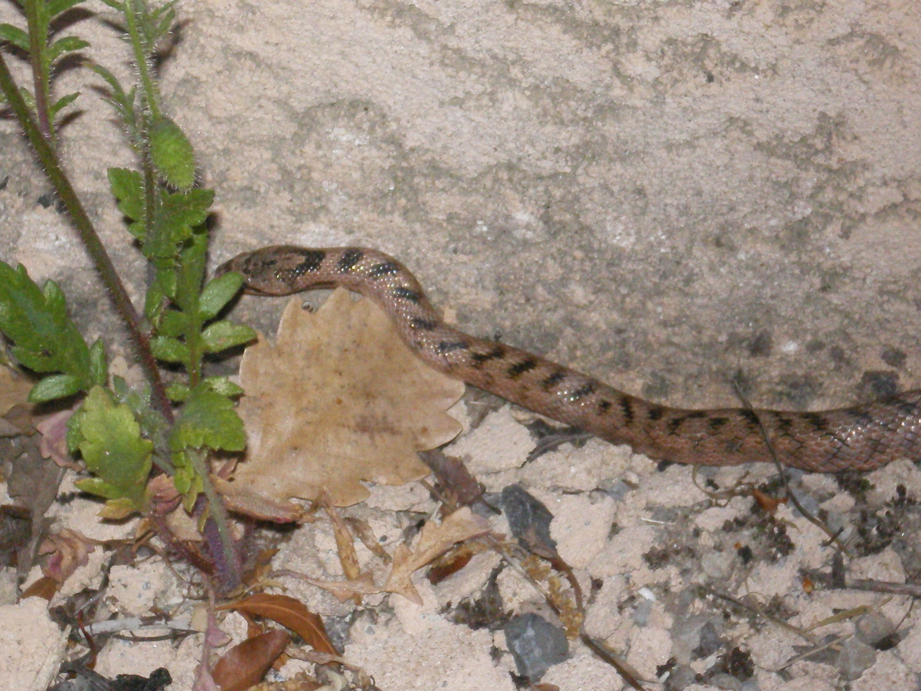un serpent a oraison