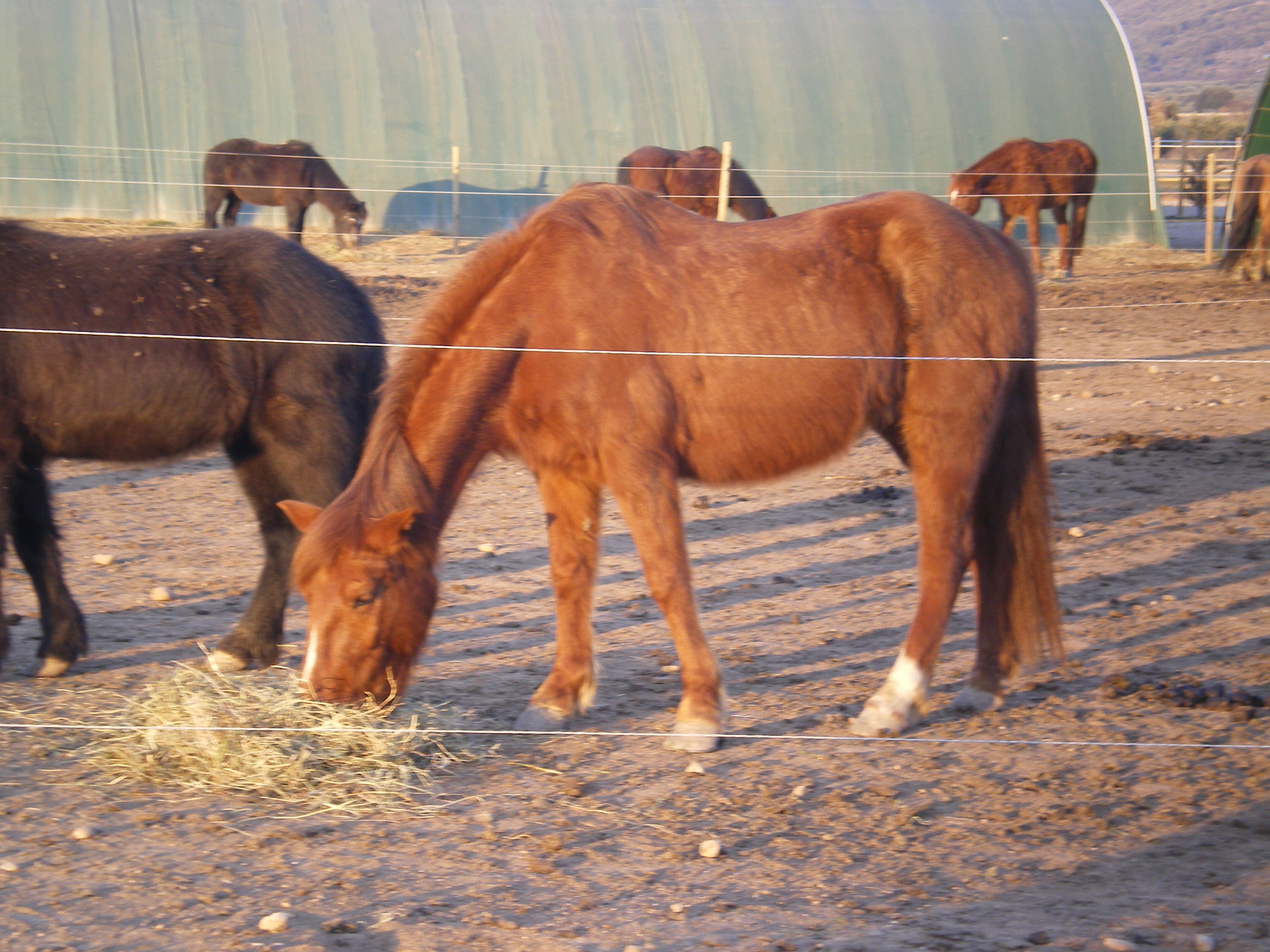 estelle et les poneys