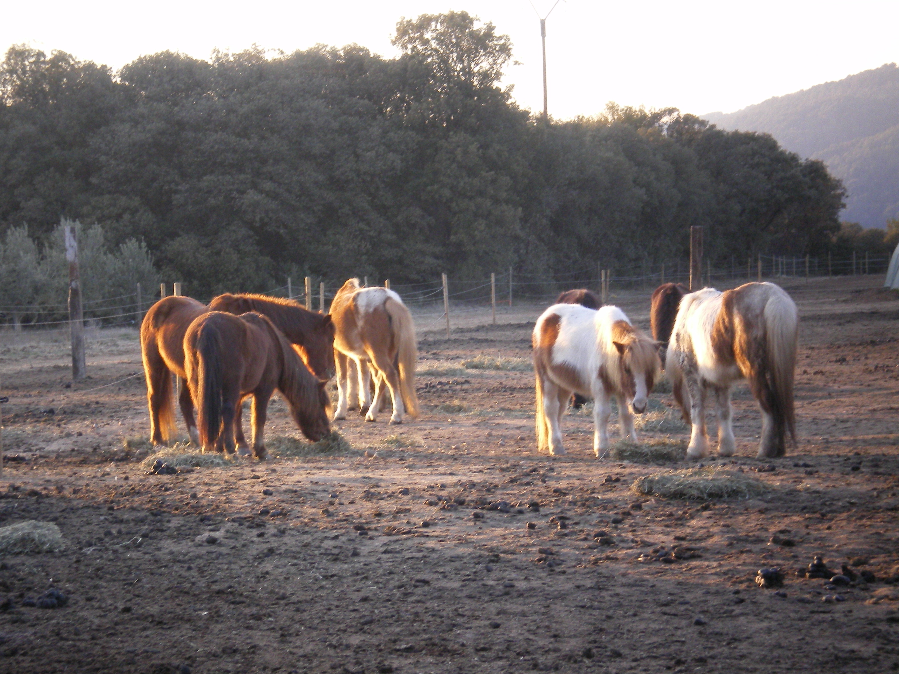 estelle et les poneys