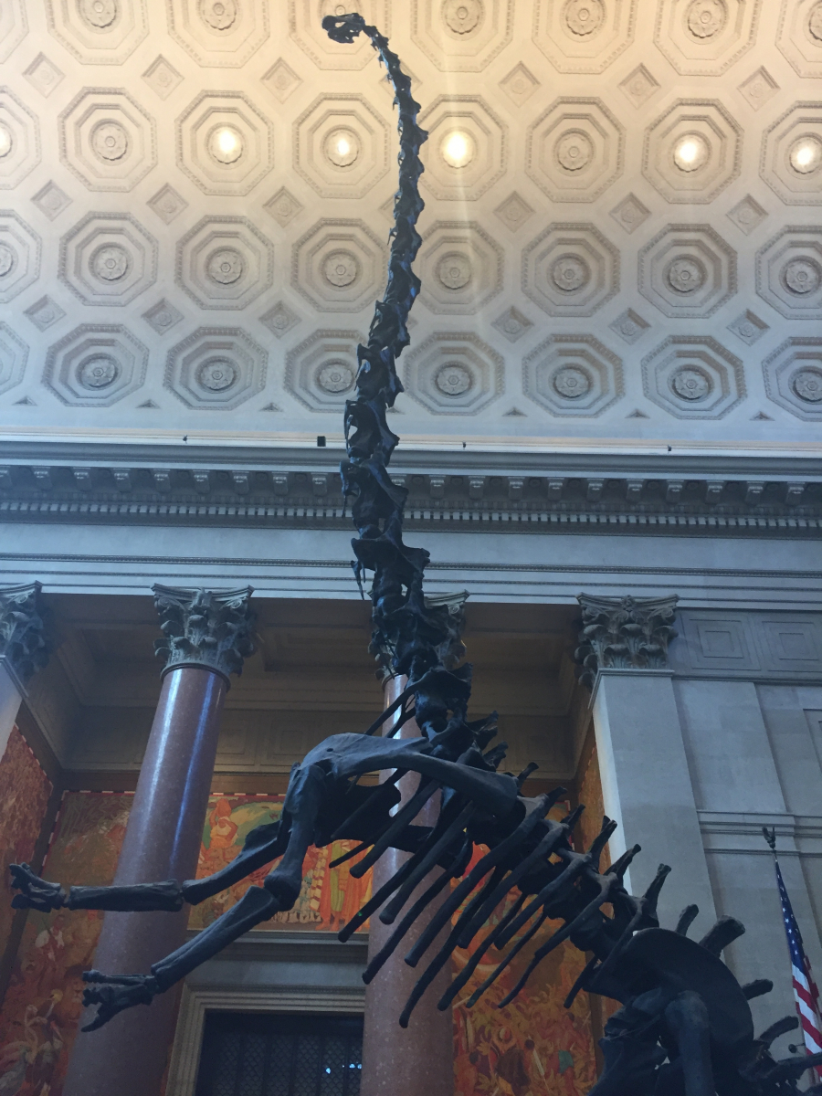 New York: musée d'histoire naturelle