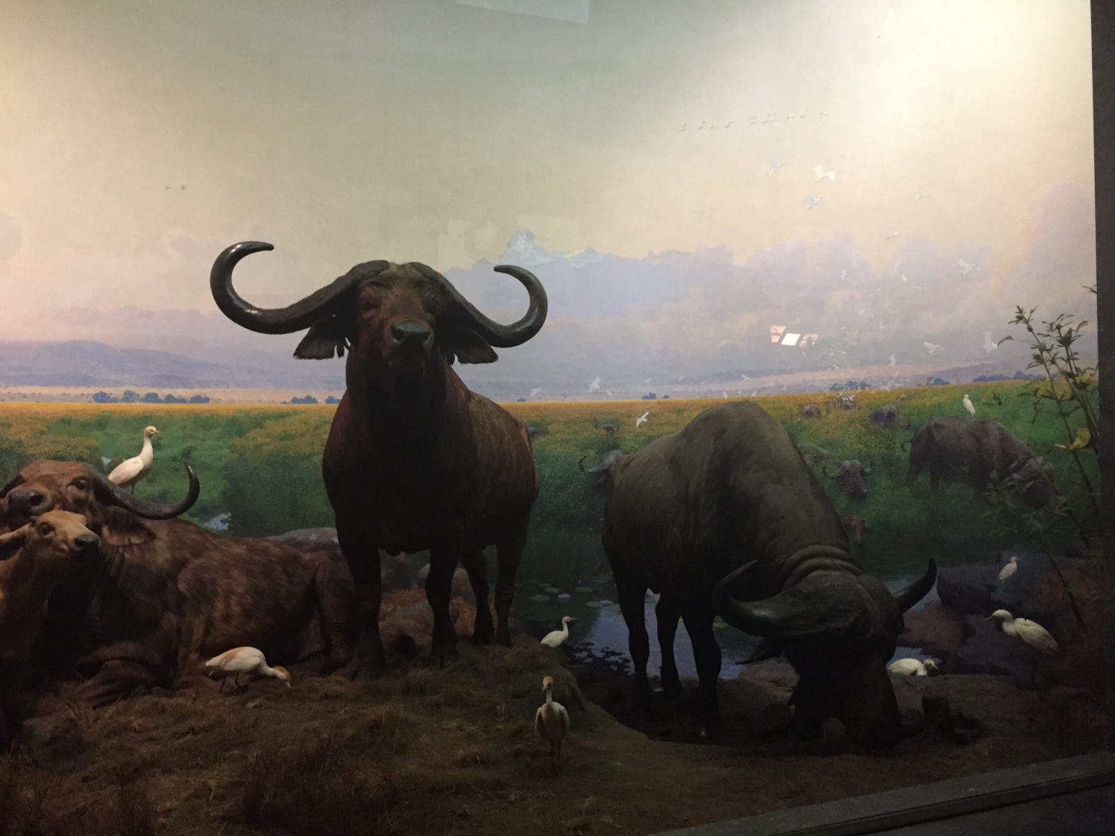 New York: musée d'histoire naturelle