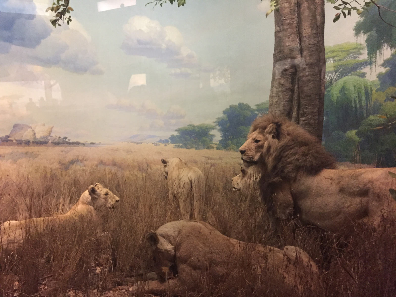 New York: musée d'histoire naturelle