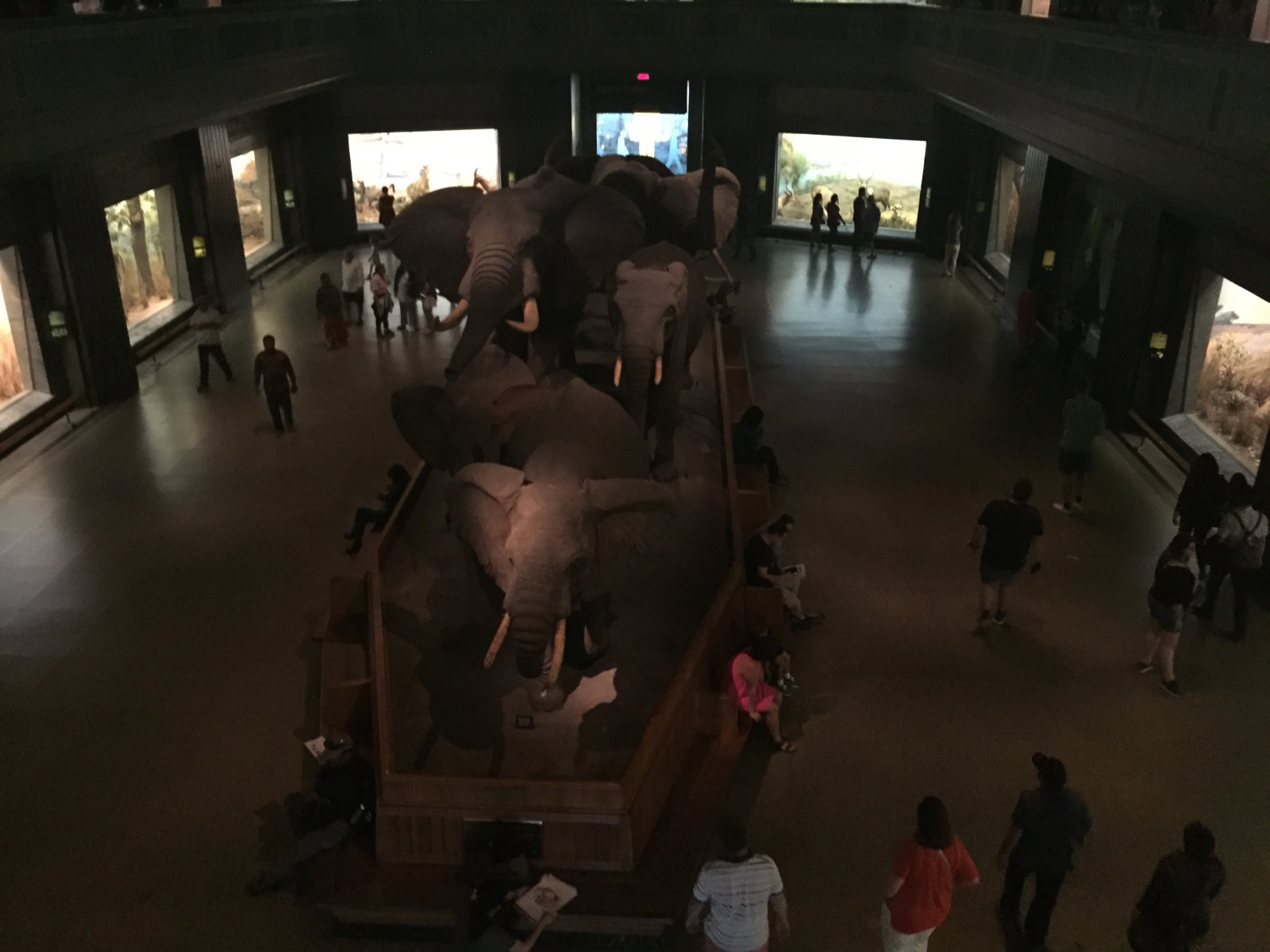 New York: musée d'histoire naturelle