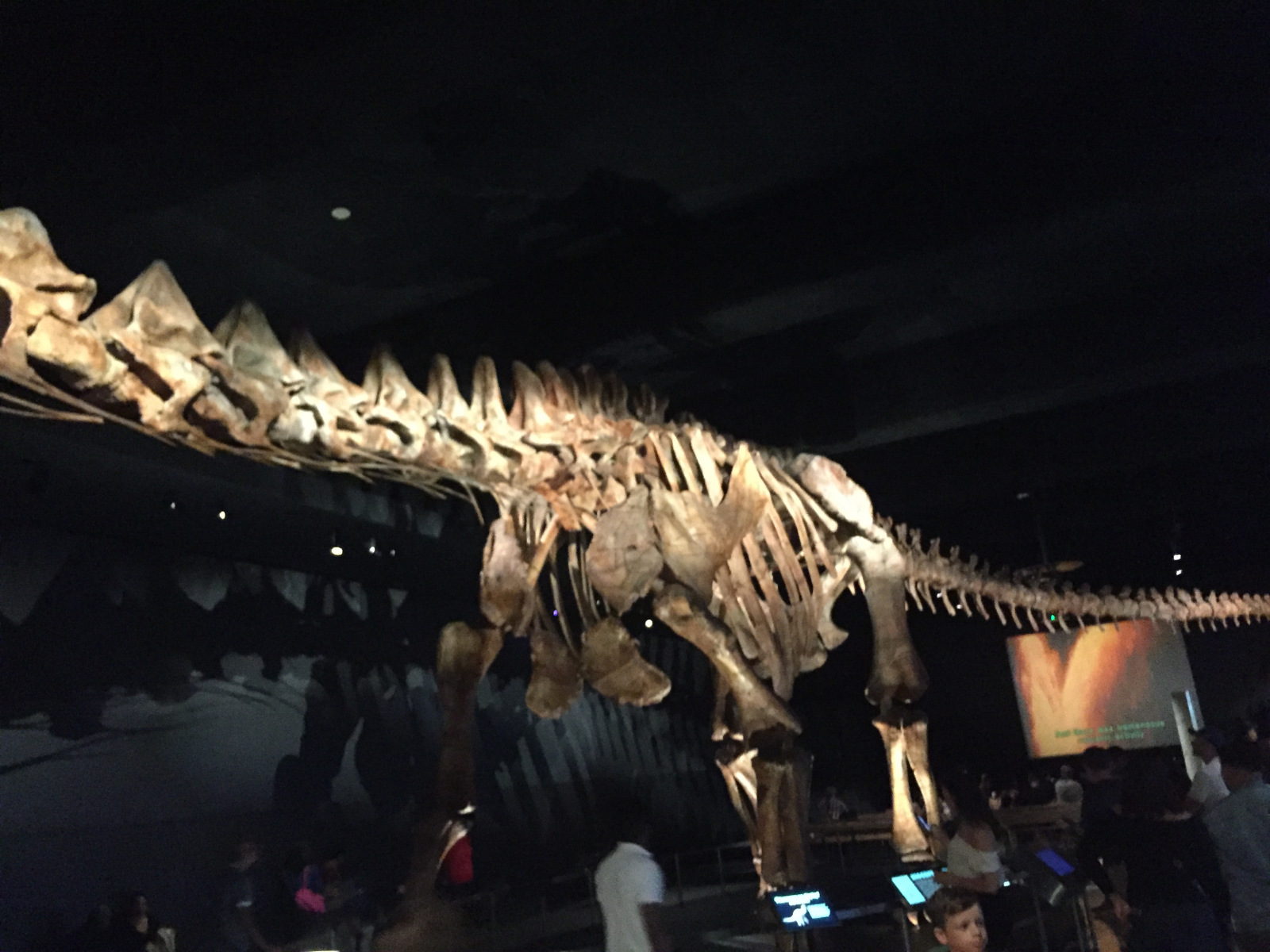 New York: musée d'histoire naturelle