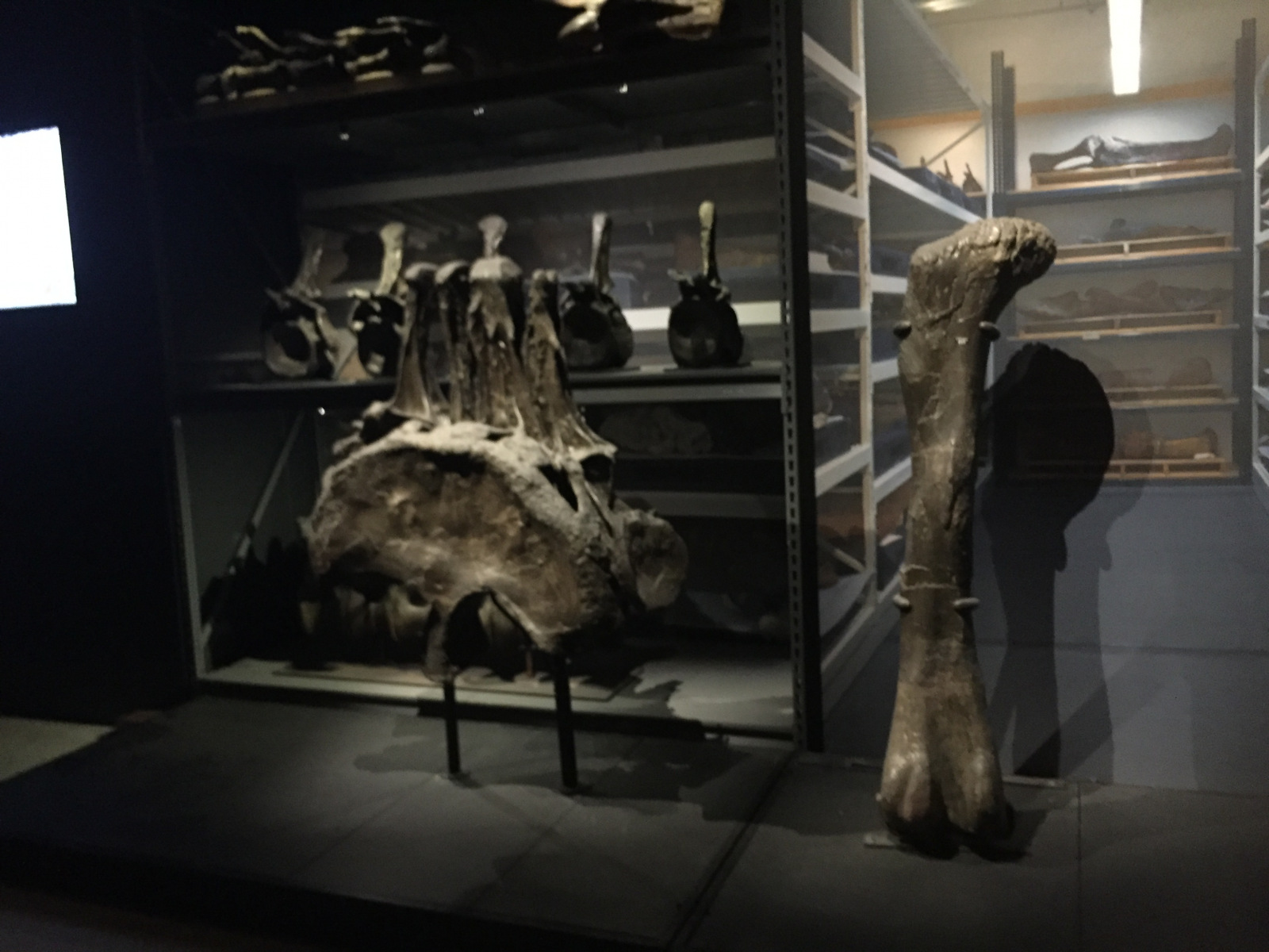 New York: musée d'histoire naturelle