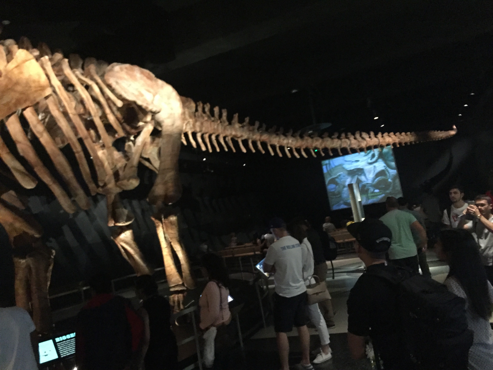 New York: musée d'histoire naturelle