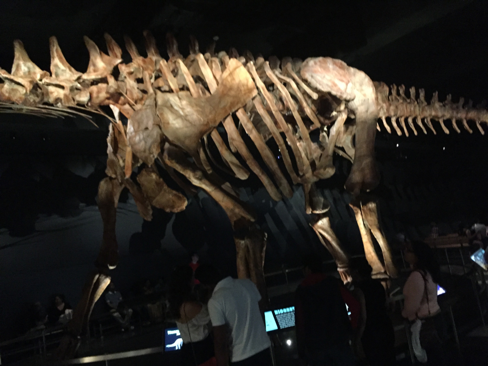 New York: musée d'histoire naturelle