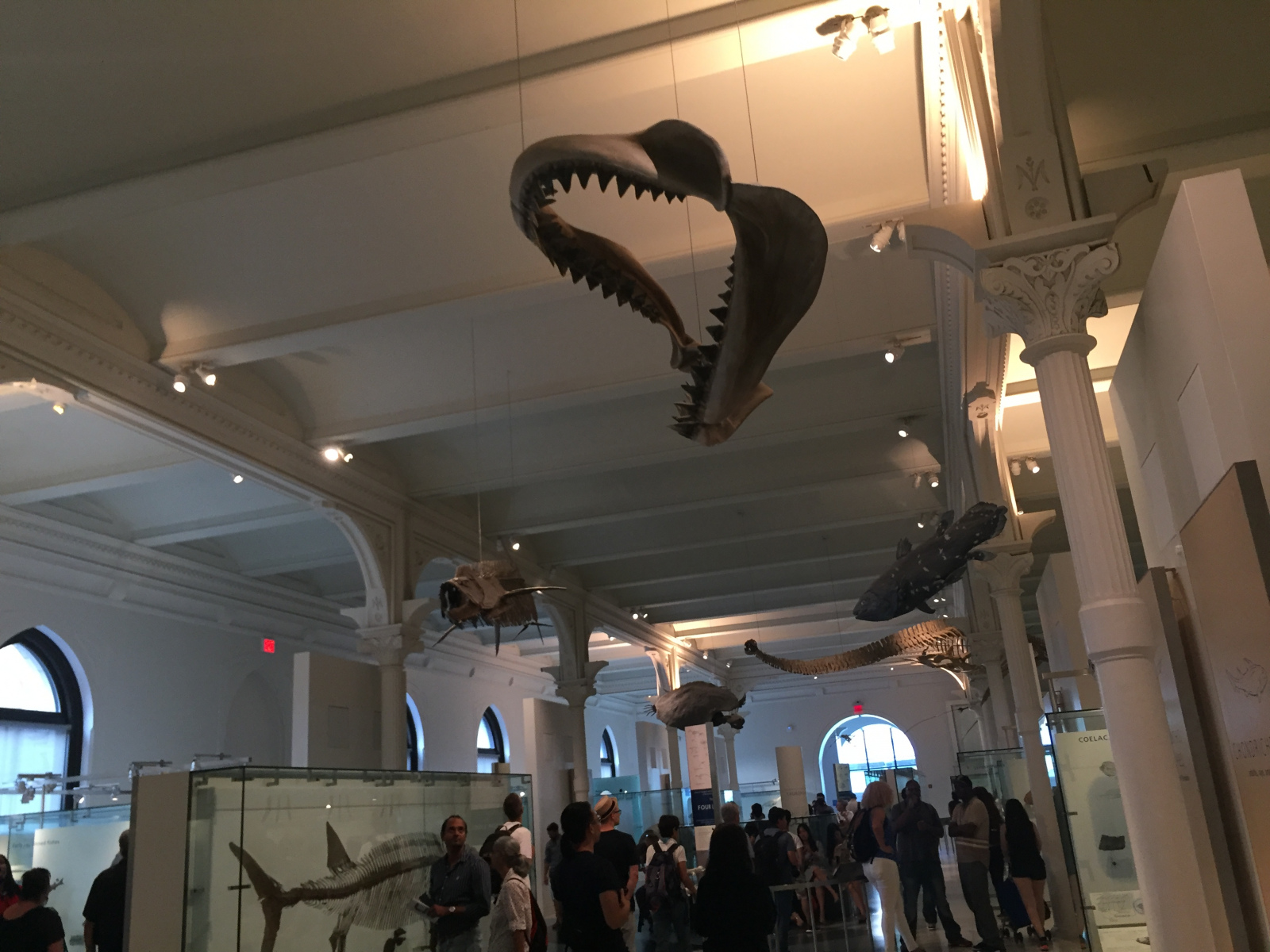 New York: musée d'histoire naturelle