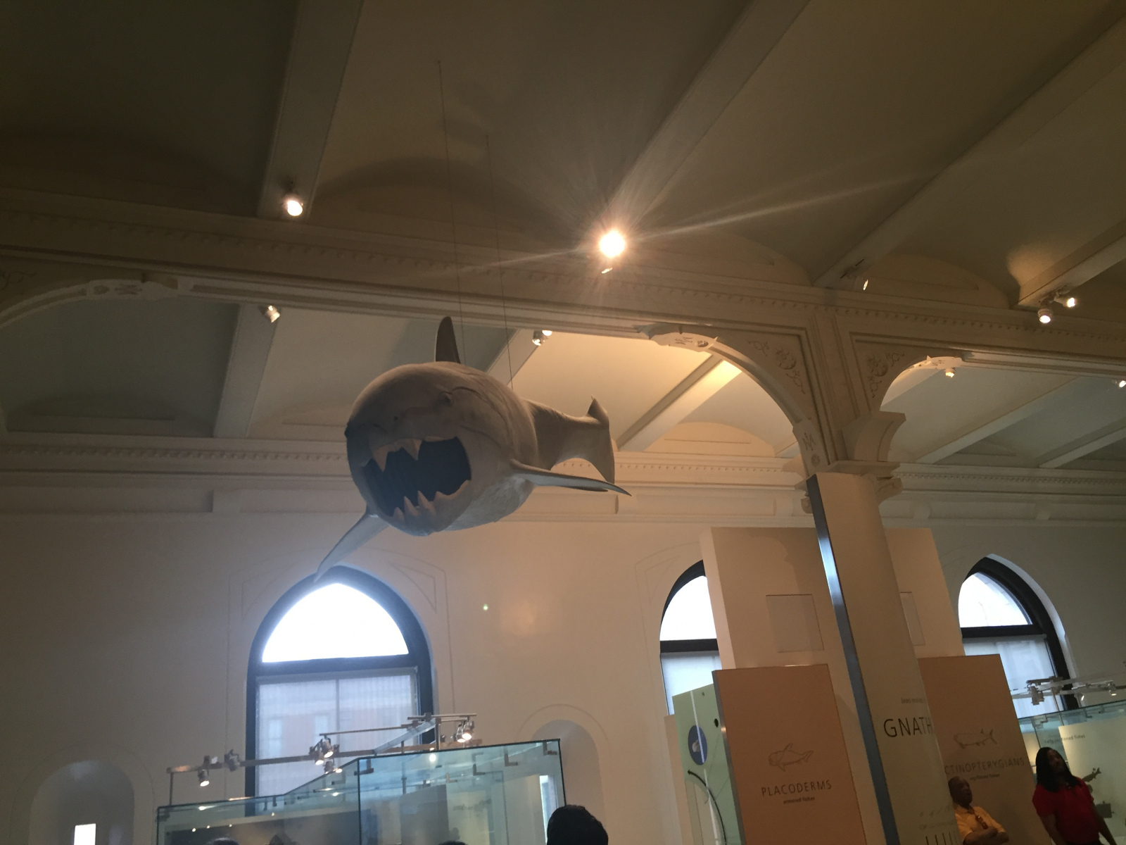 New York: musée d'histoire naturelle
