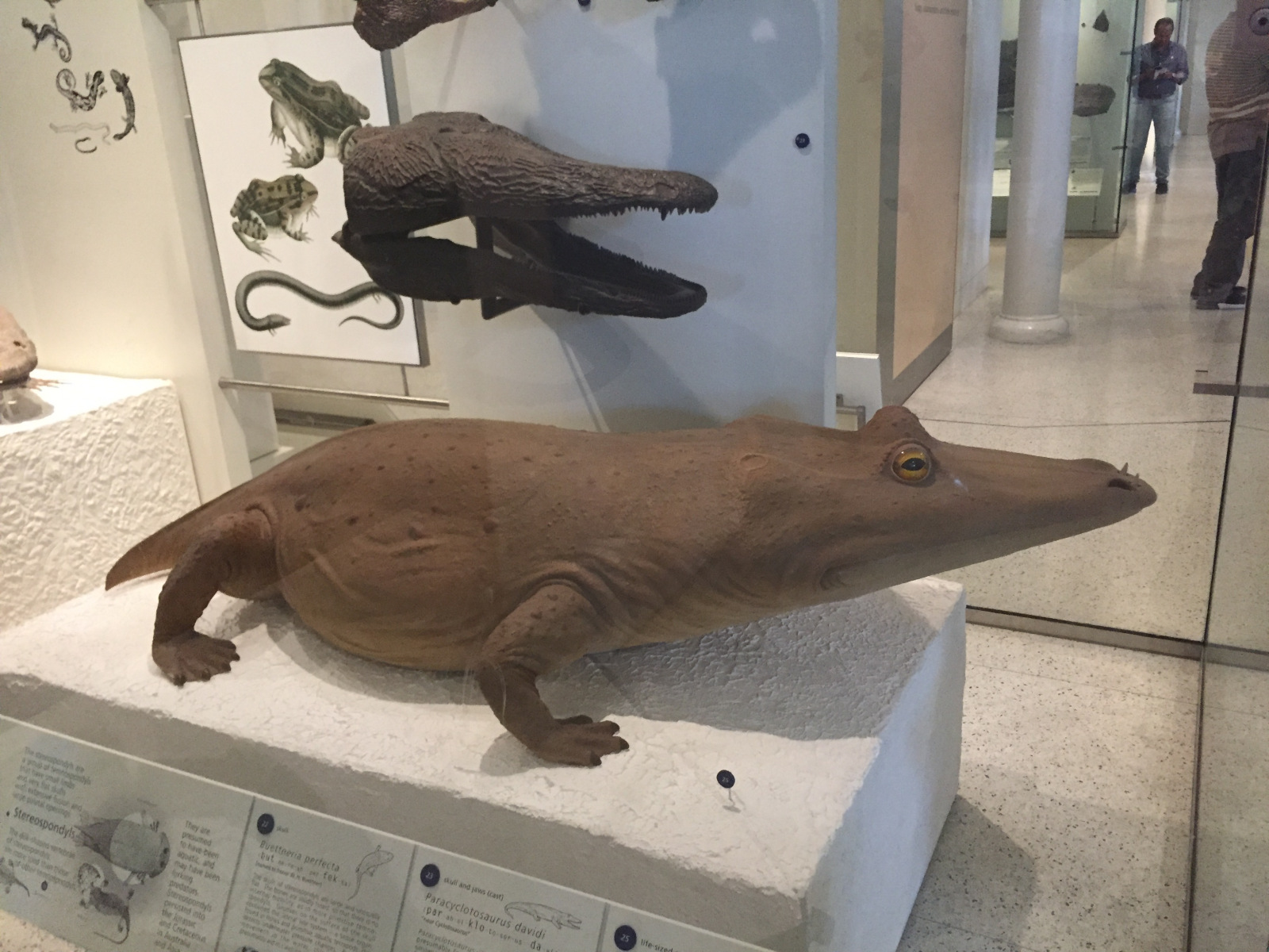 New York: musée d'histoire naturelle