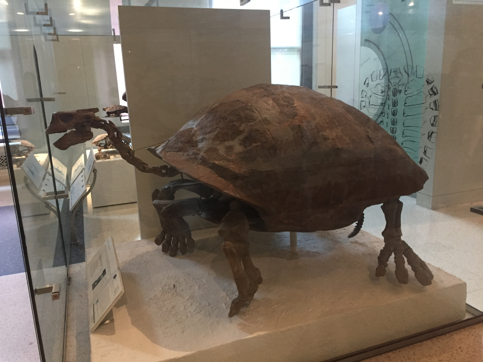 New York: musée d'histoire naturelle