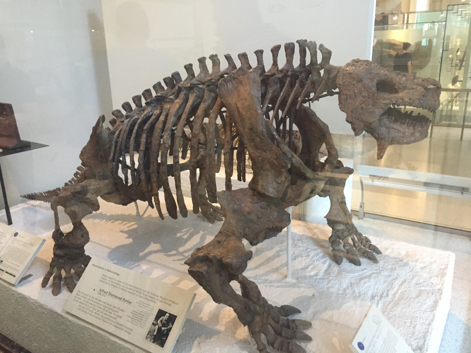 New York: musée d'histoire naturelle