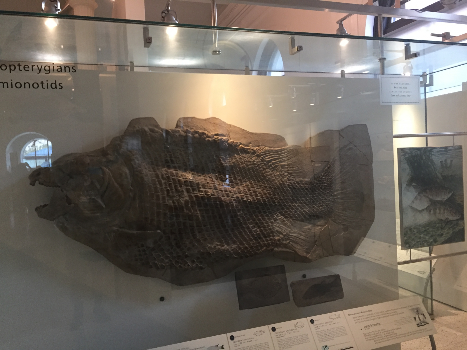 New York: musée d'histoire naturelle