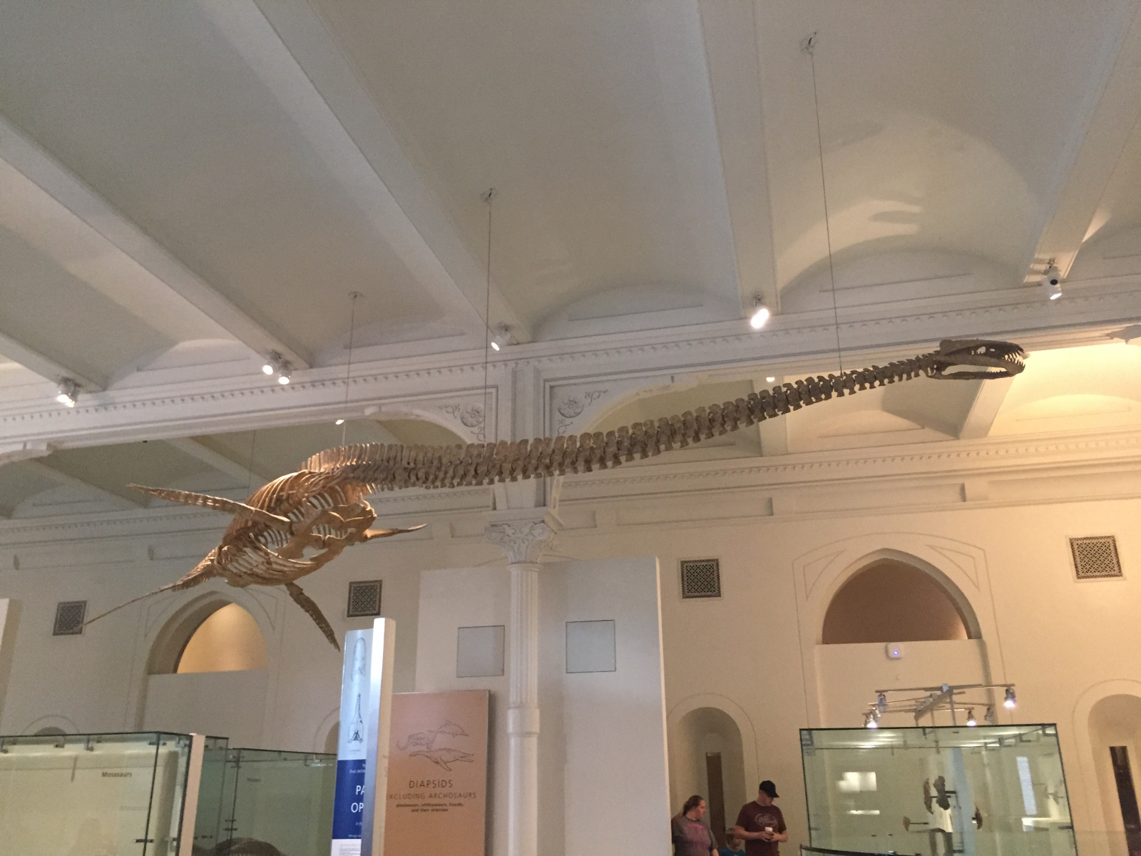 New York: musée d'histoire naturelle