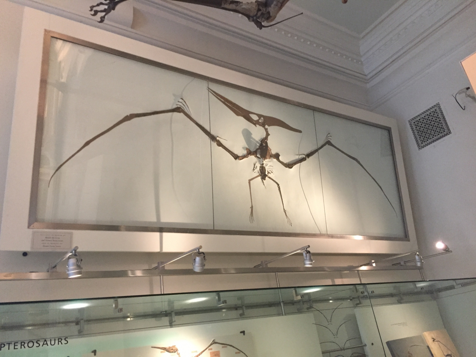 New York: musée d'histoire naturelle