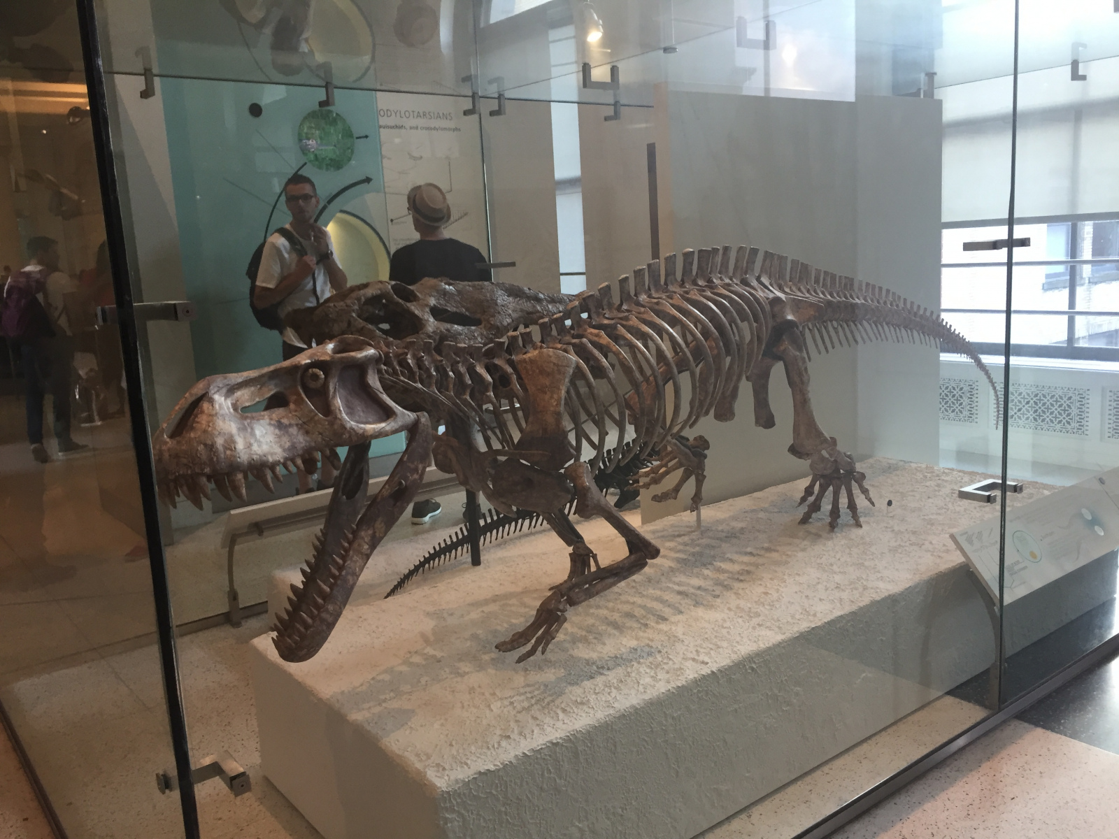 New York: musée d'histoire naturelle
