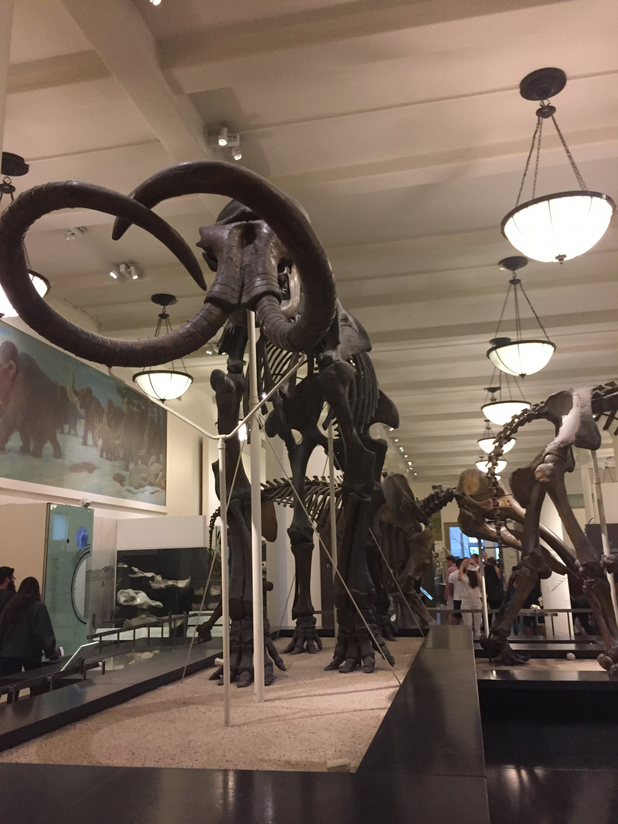 New York: musée d'histoire naturelle