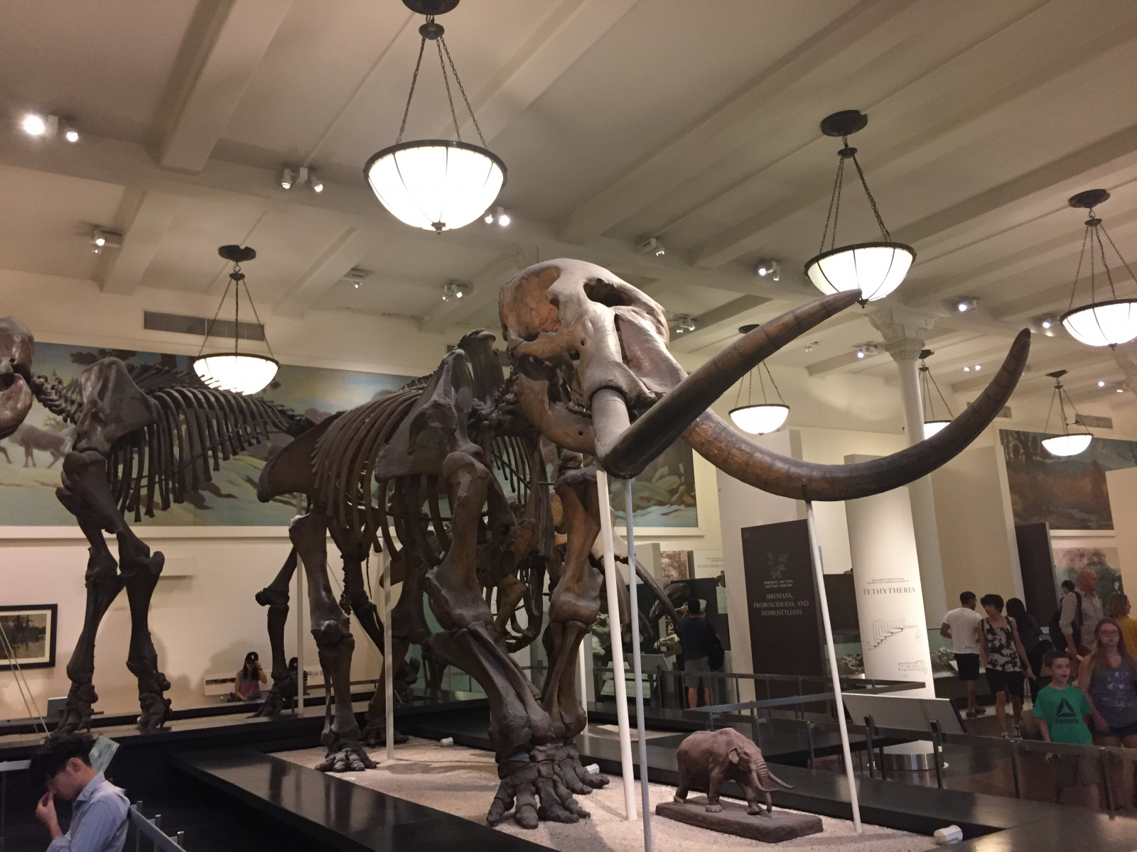 New York: musée d'histoire naturelle