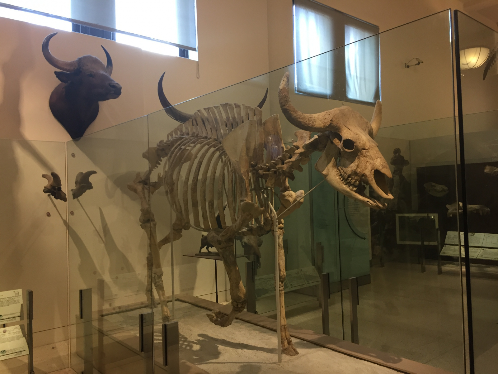 New York: musée d'histoire naturelle
