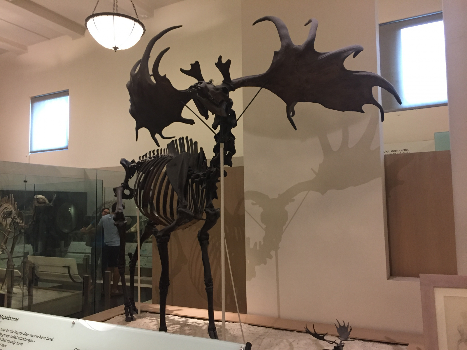 New York: musée d'histoire naturelle