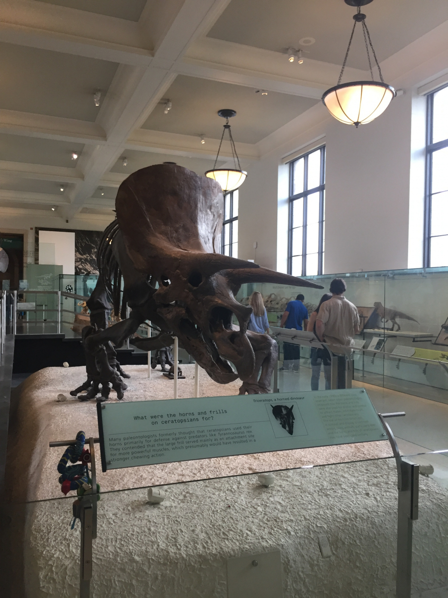 New York: musée d'histoire naturelle