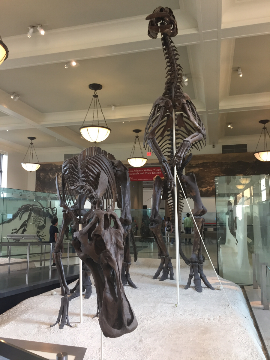New York: musée d'histoire naturelle