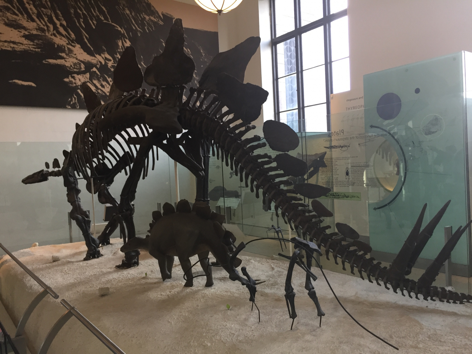 New York: musée d'histoire naturelle