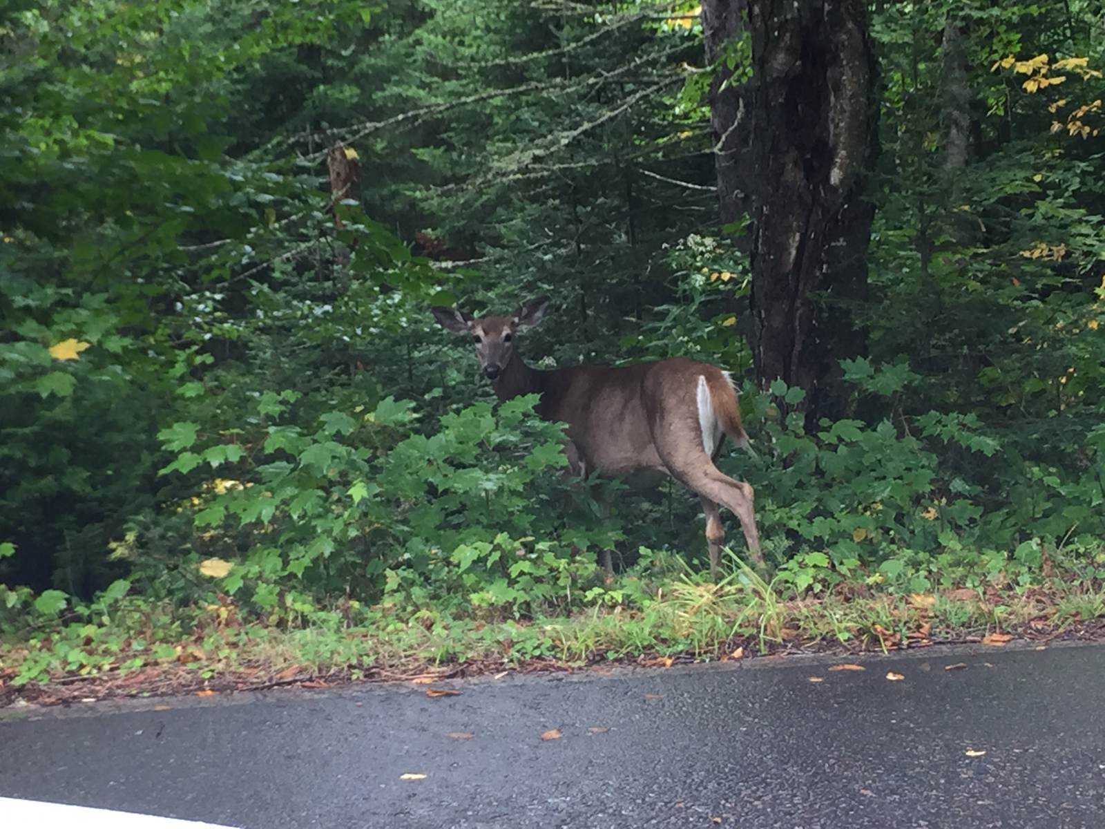 Québec: visite du parc du Mont Tremblant