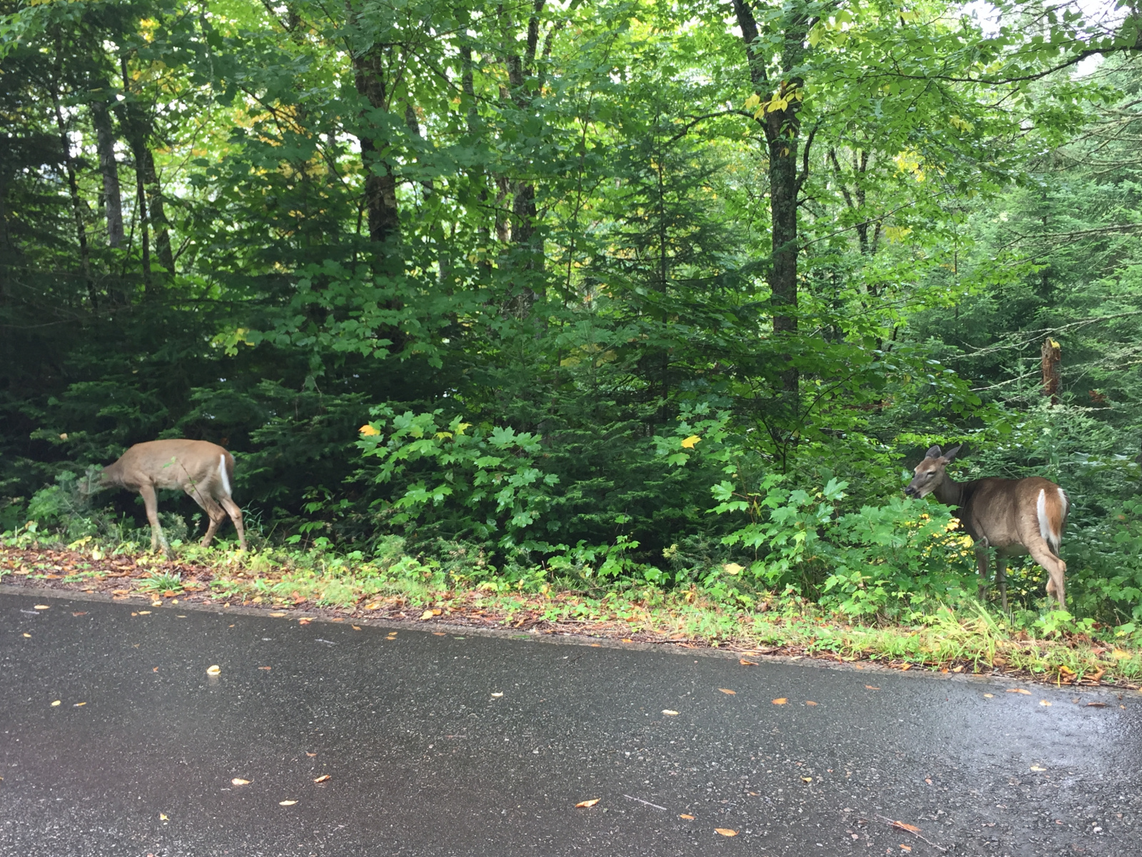 Québec: visite du parc du Mont Tremblant