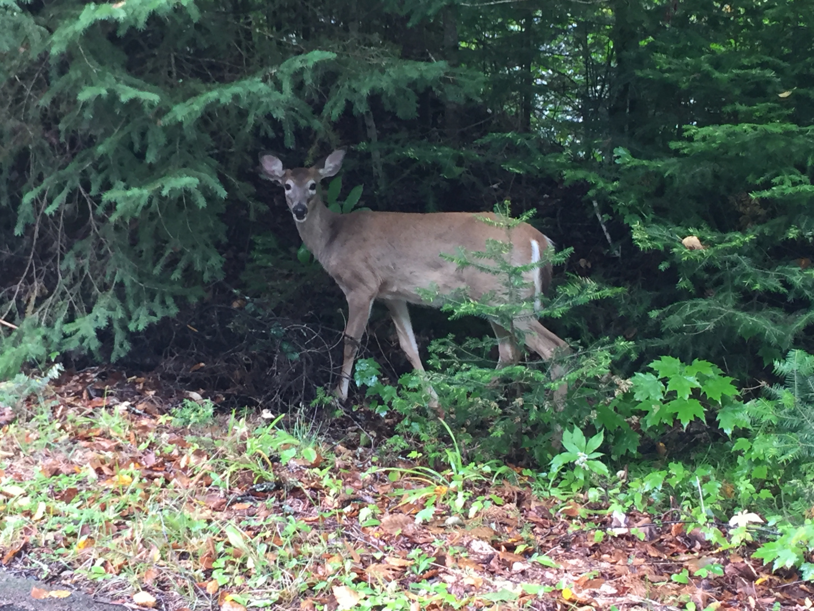 Québec: visite du parc du Mont Tremblant
