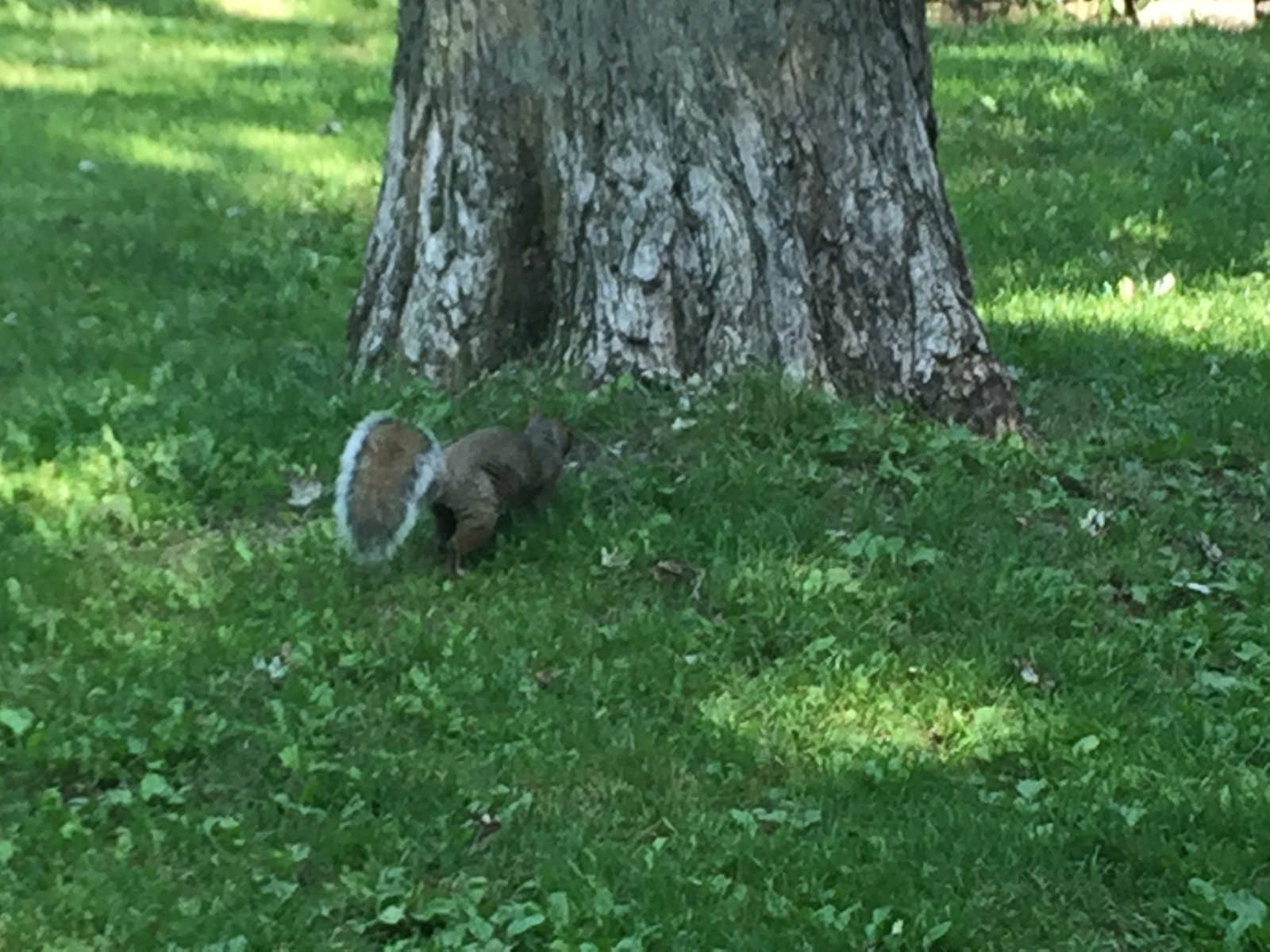 Québec: visite de Montréal