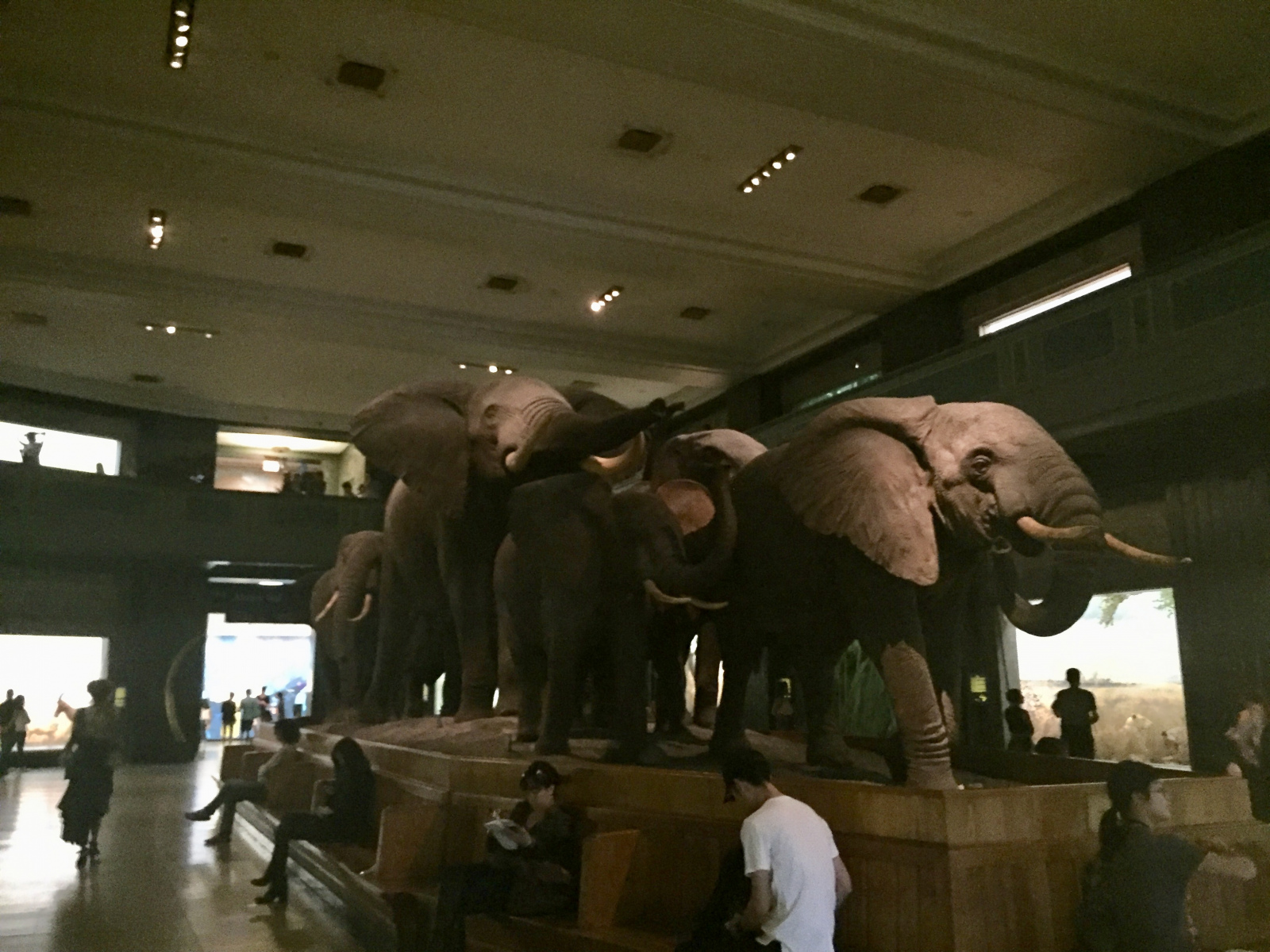 New York: musée d'histoire naturelle