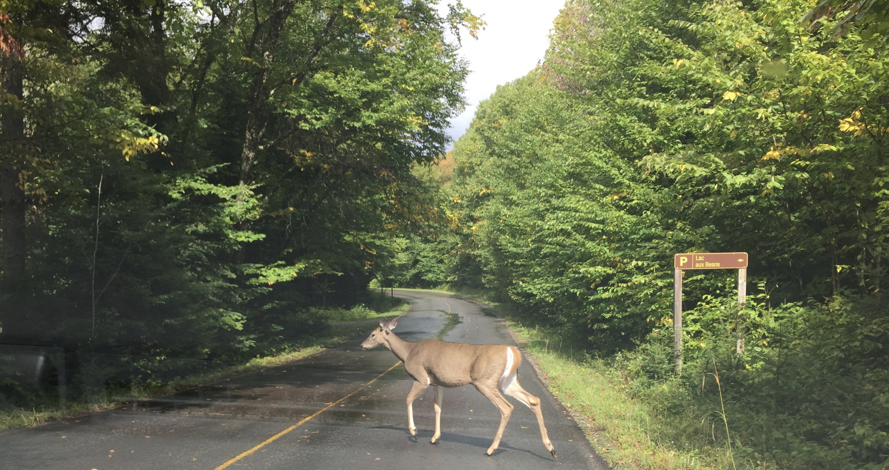 Québec: visite du parc du Mont Tremblant