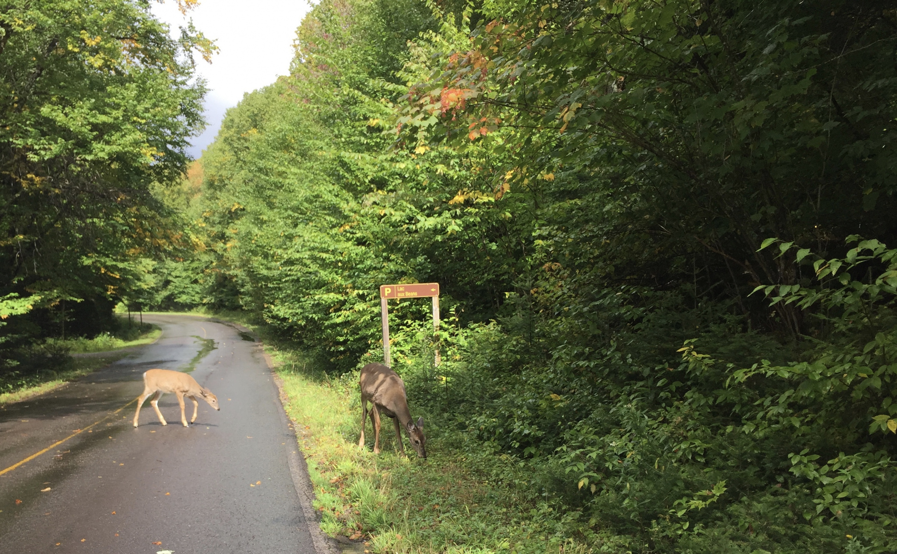 Québec: visite du parc du Mont Tremblant