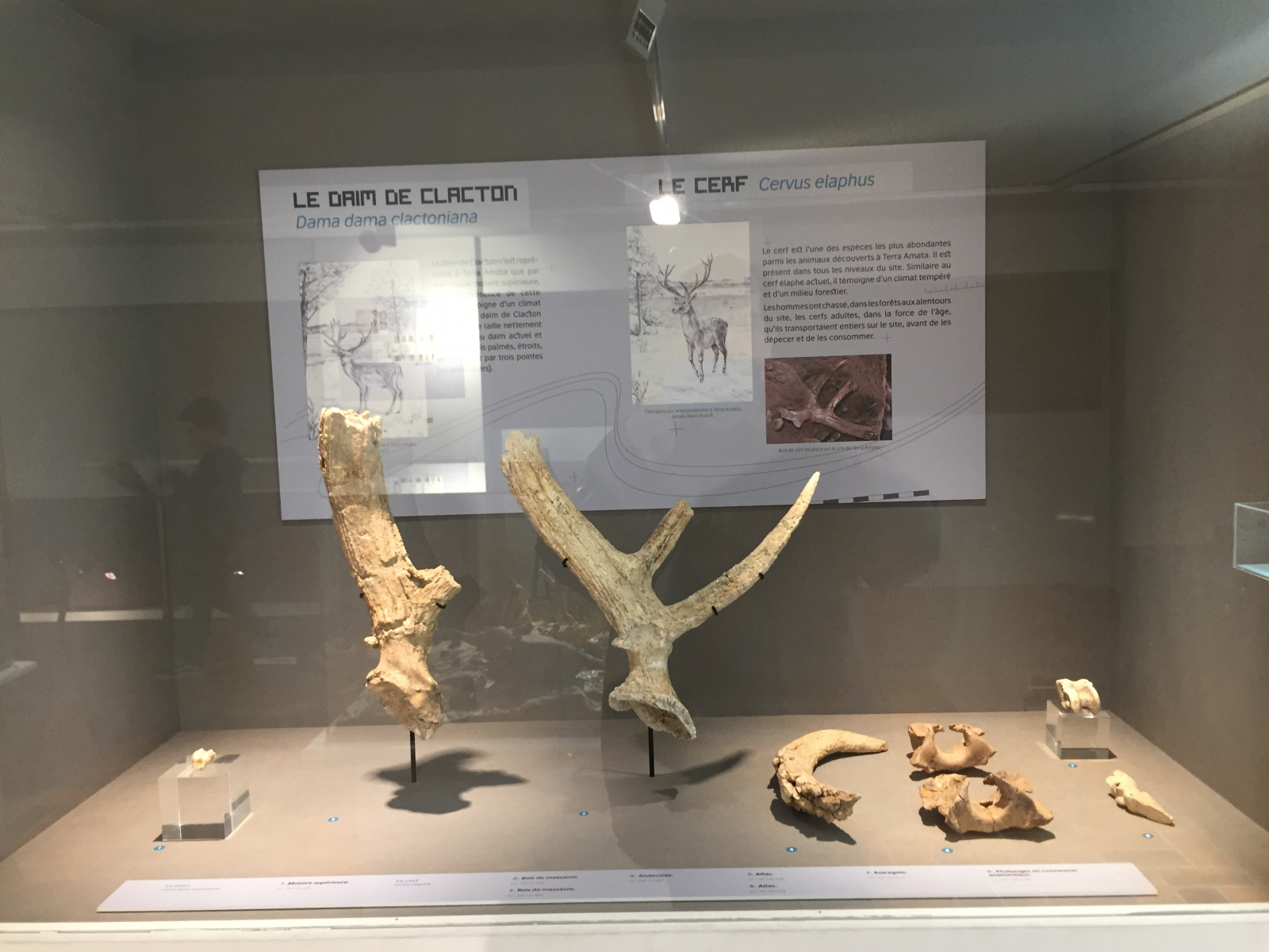 Visite du musée Terra Amata à Nice