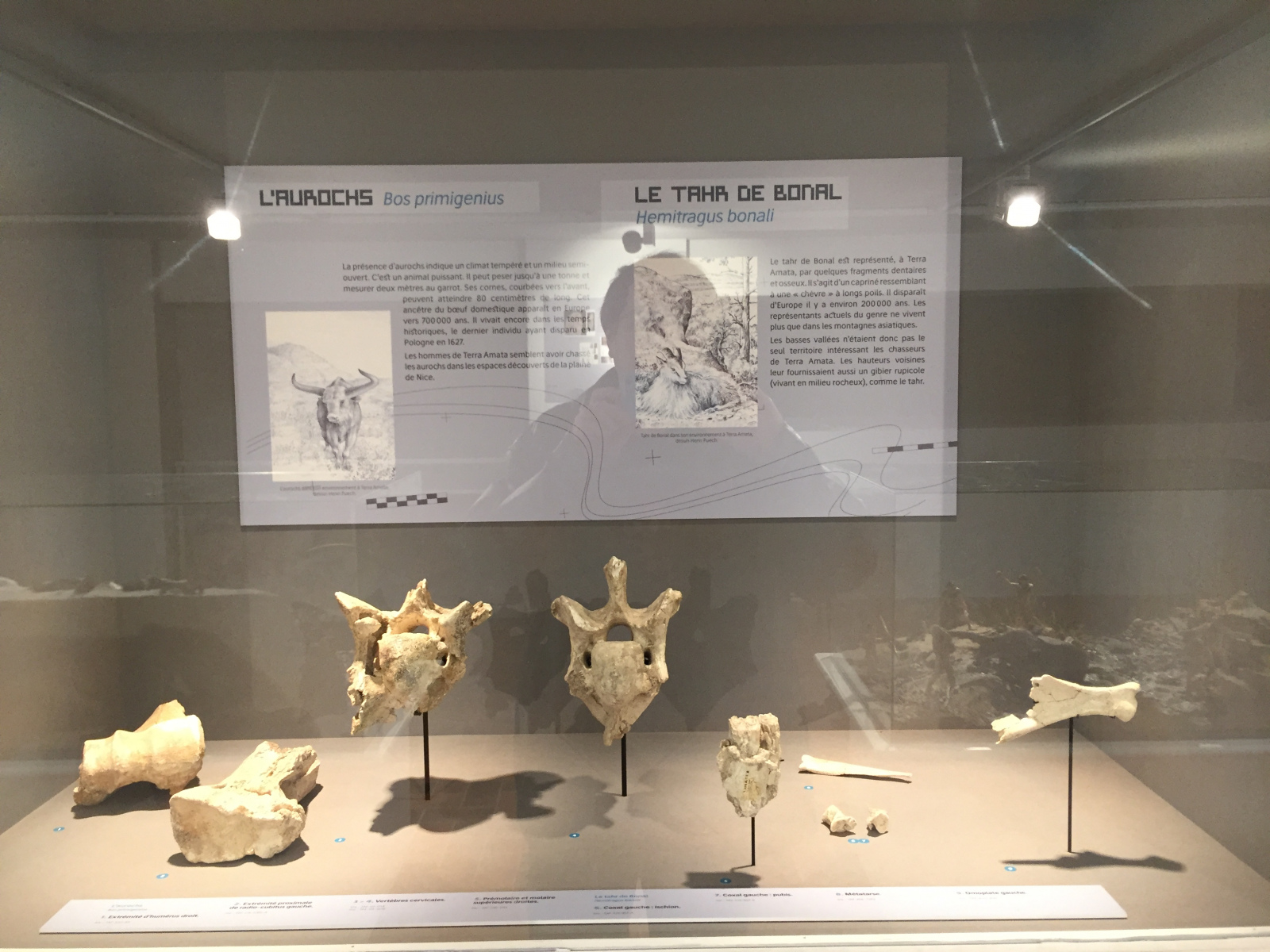 Visite du musée Terra Amata à Nice
