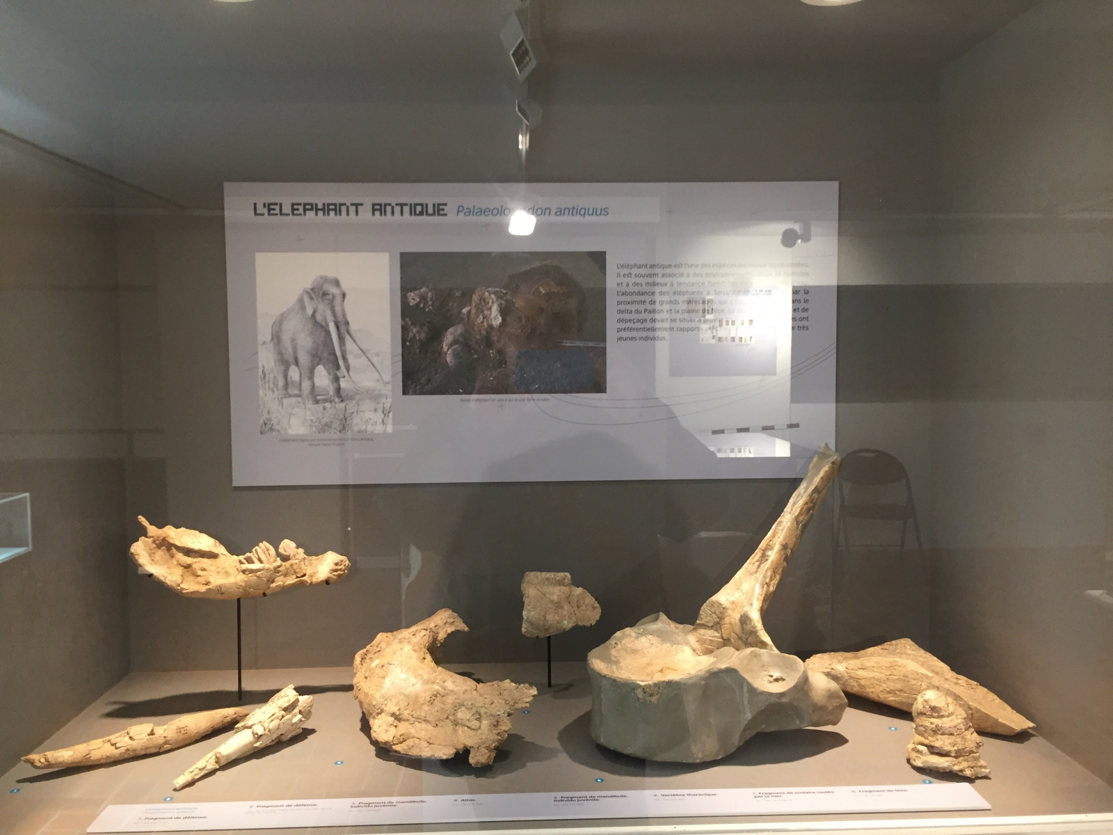 Visite du musée Terra Amata à Nice