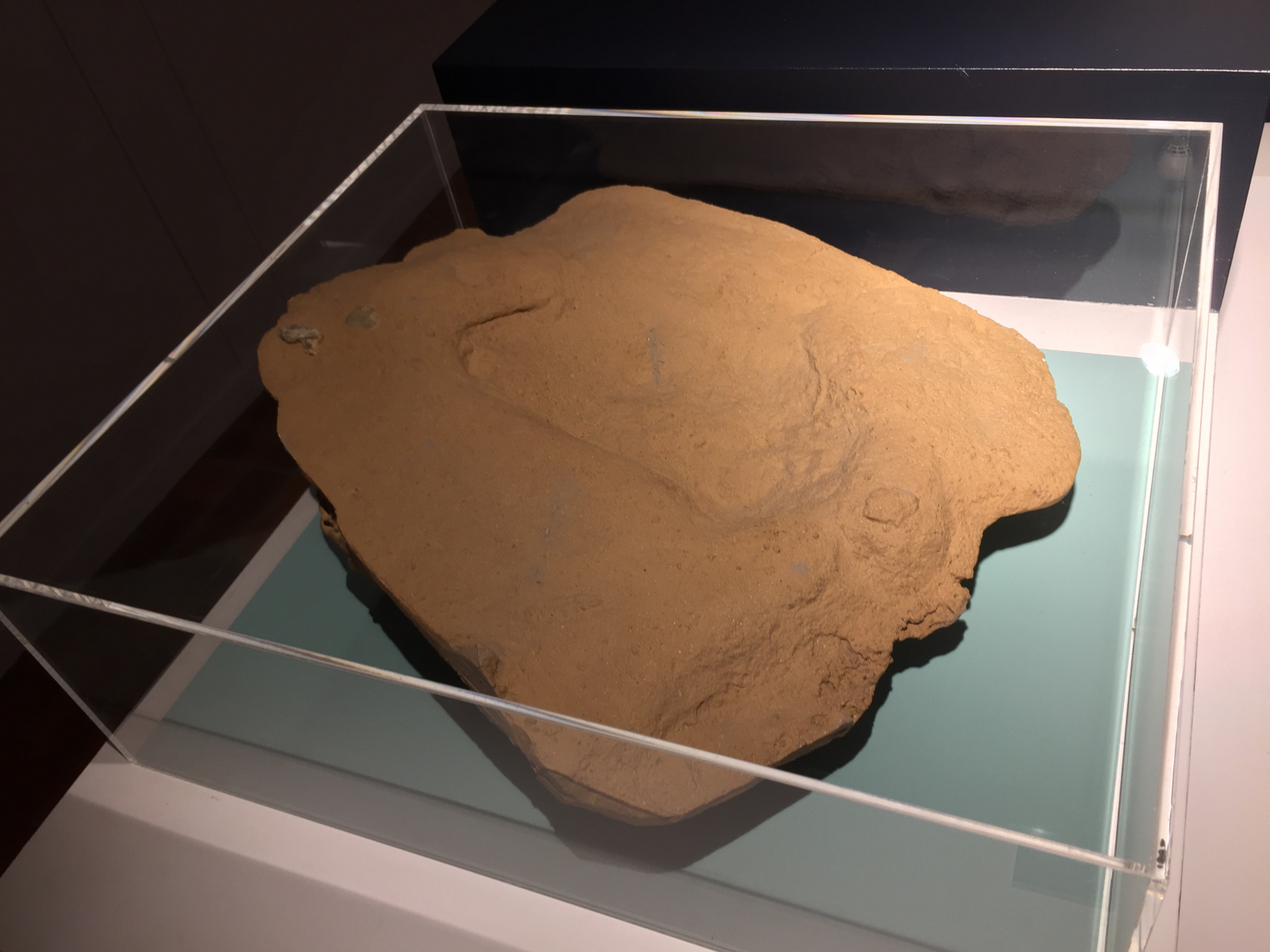 Visite du musée Terra Amata à Nice