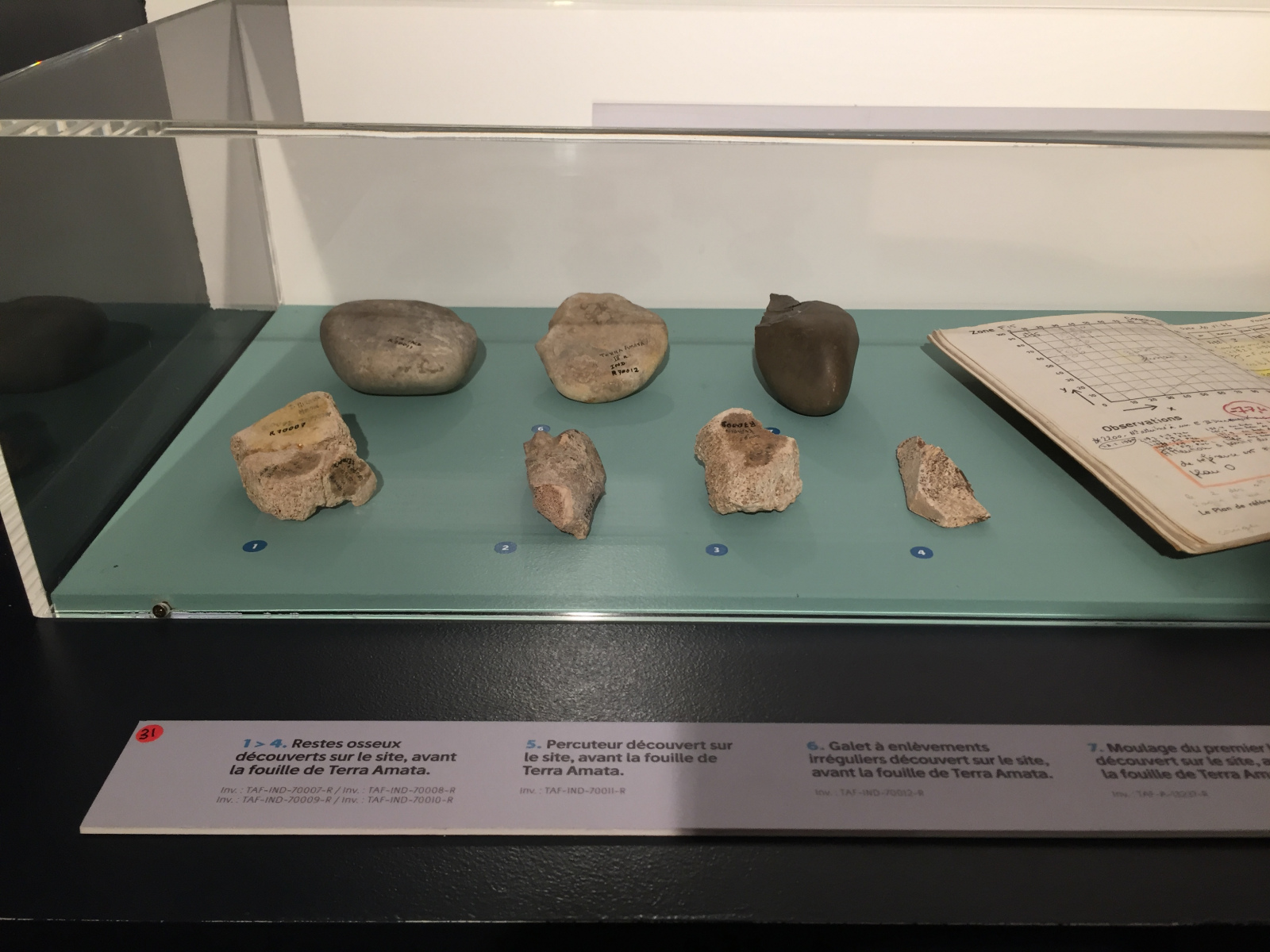Visite du musée Terra Amata à Nice