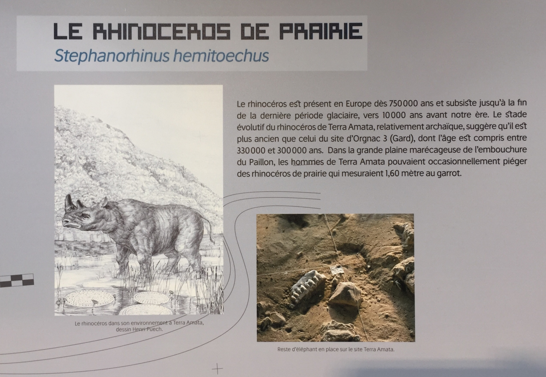Visite du musée Terra Amata à Nice