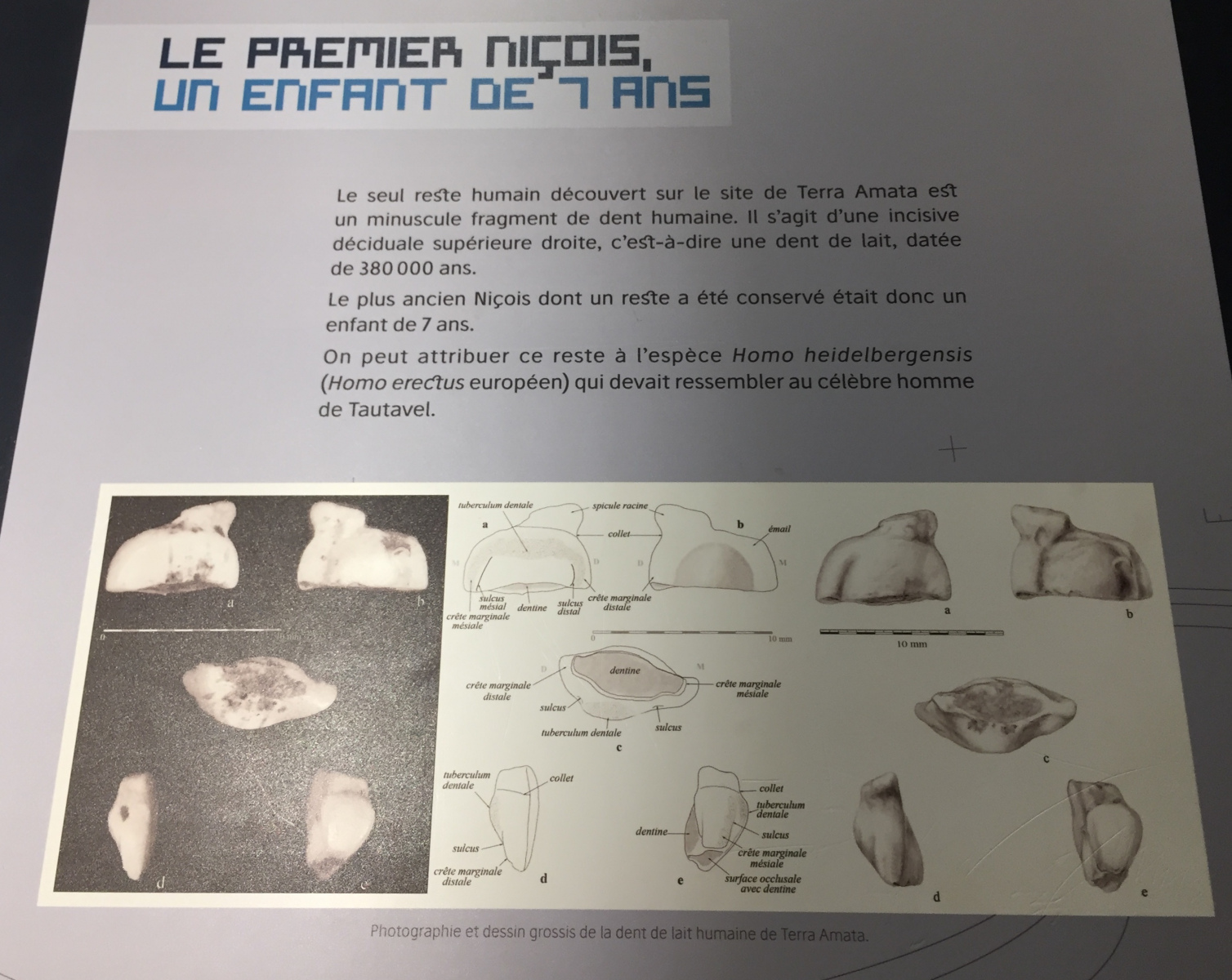 Visite du musée Terra Amata à Nice