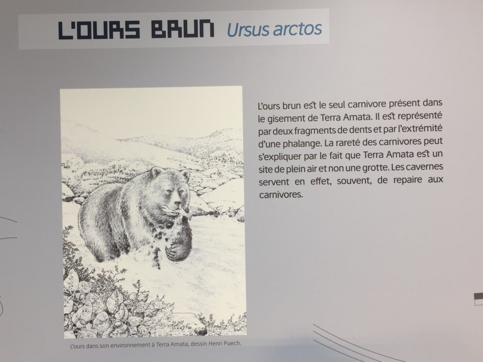 Visite du musée Terra Amata à Nice