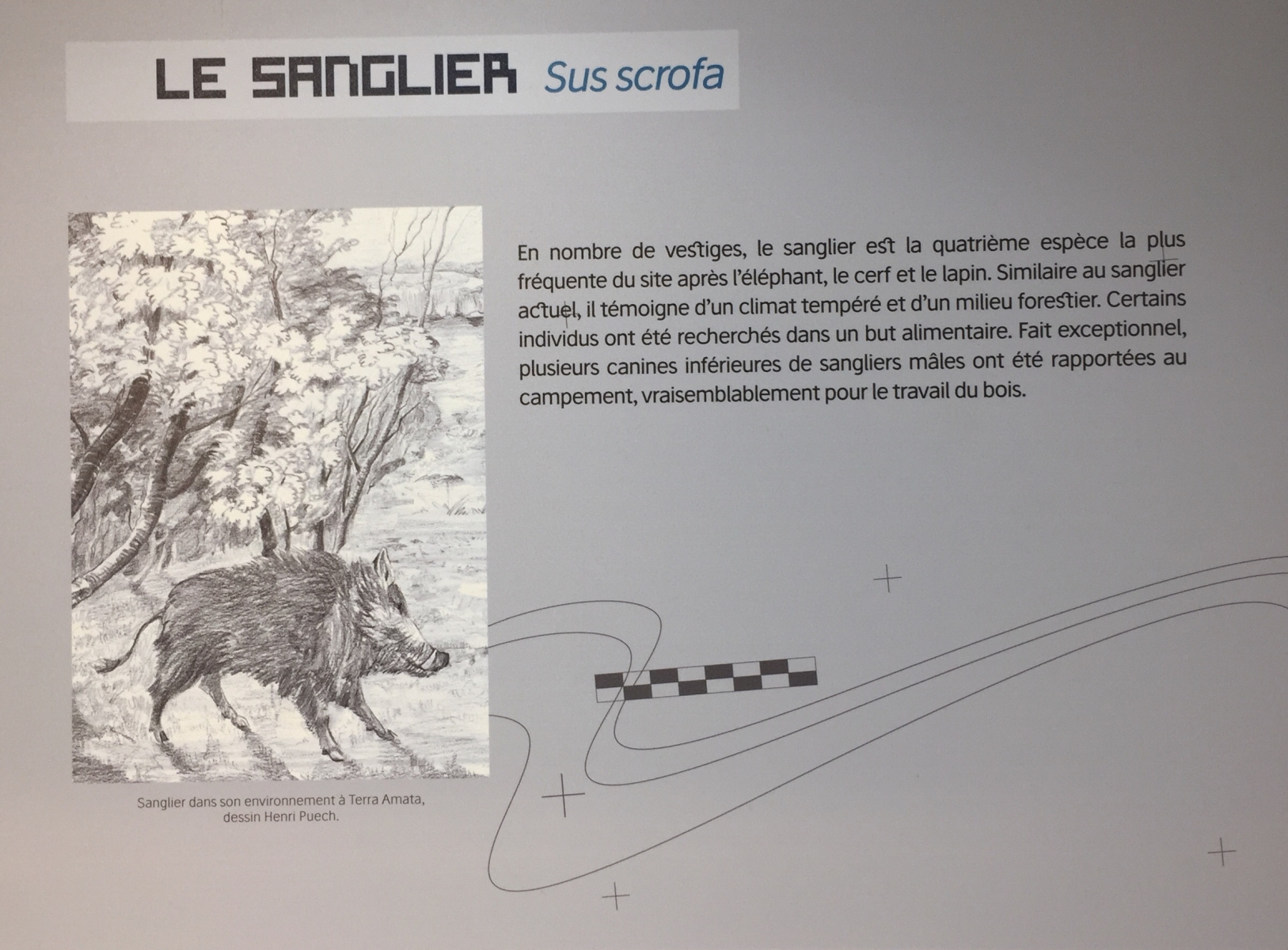 Visite du musée Terra Amata à Nice